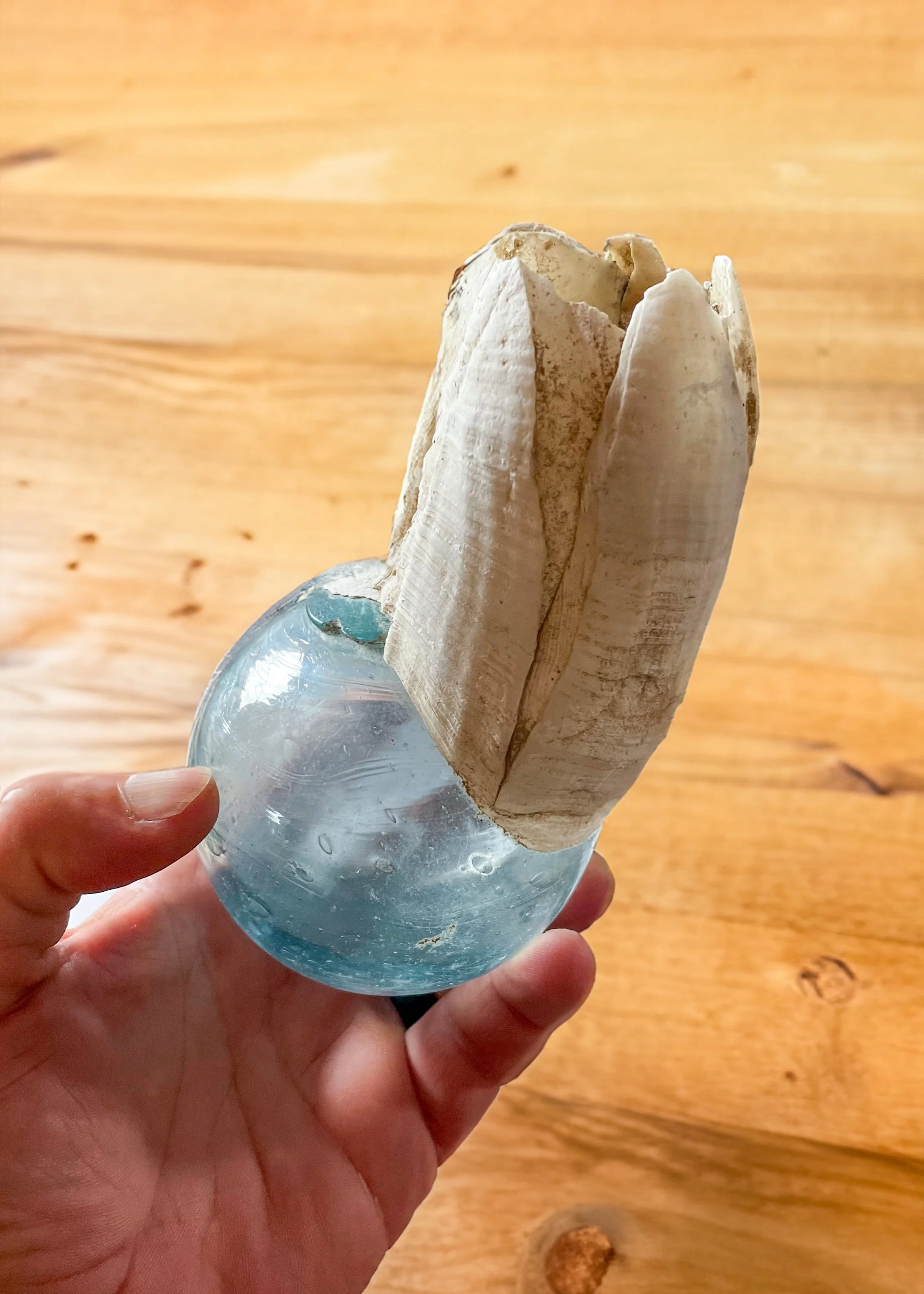 A hand holding a translucent blue glass orb with a white seashell resting on top. The background is a wooden surface. Found while beachcombing at Lava Creek Lodge.