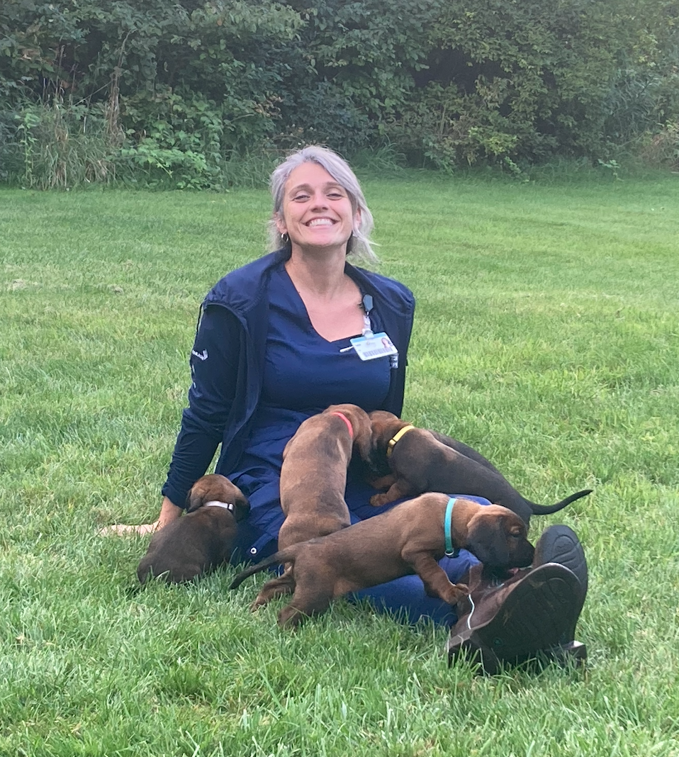 Bavarian Mountain Hound Puppy
