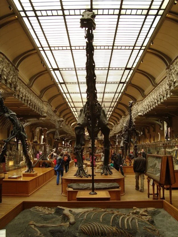 The Galerie de Paléontologie et d'Anatomie compare in the Muséum national d'histoire naturelle in Paris, France.