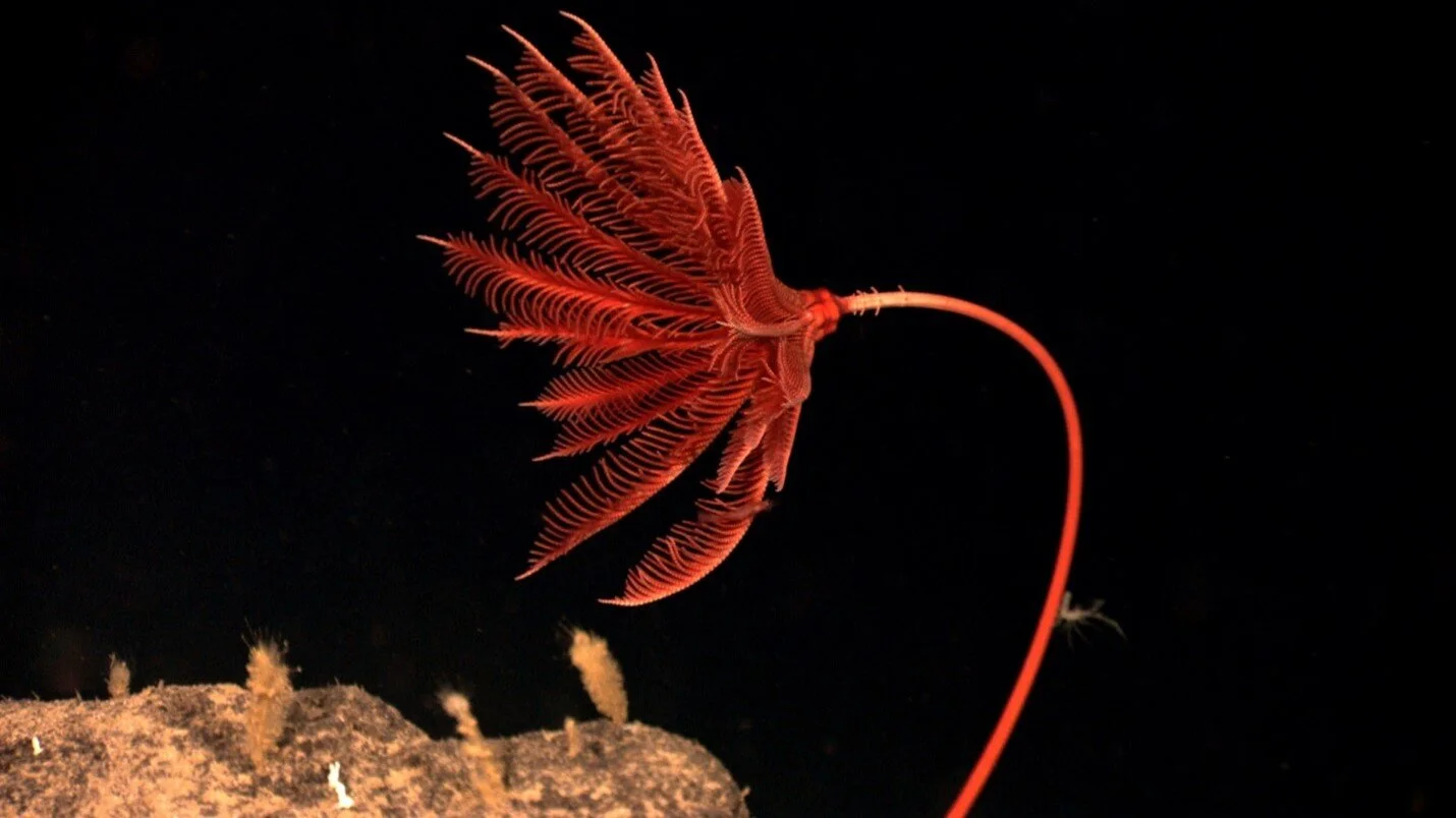 A modern crinoid. Photo by NOAA.