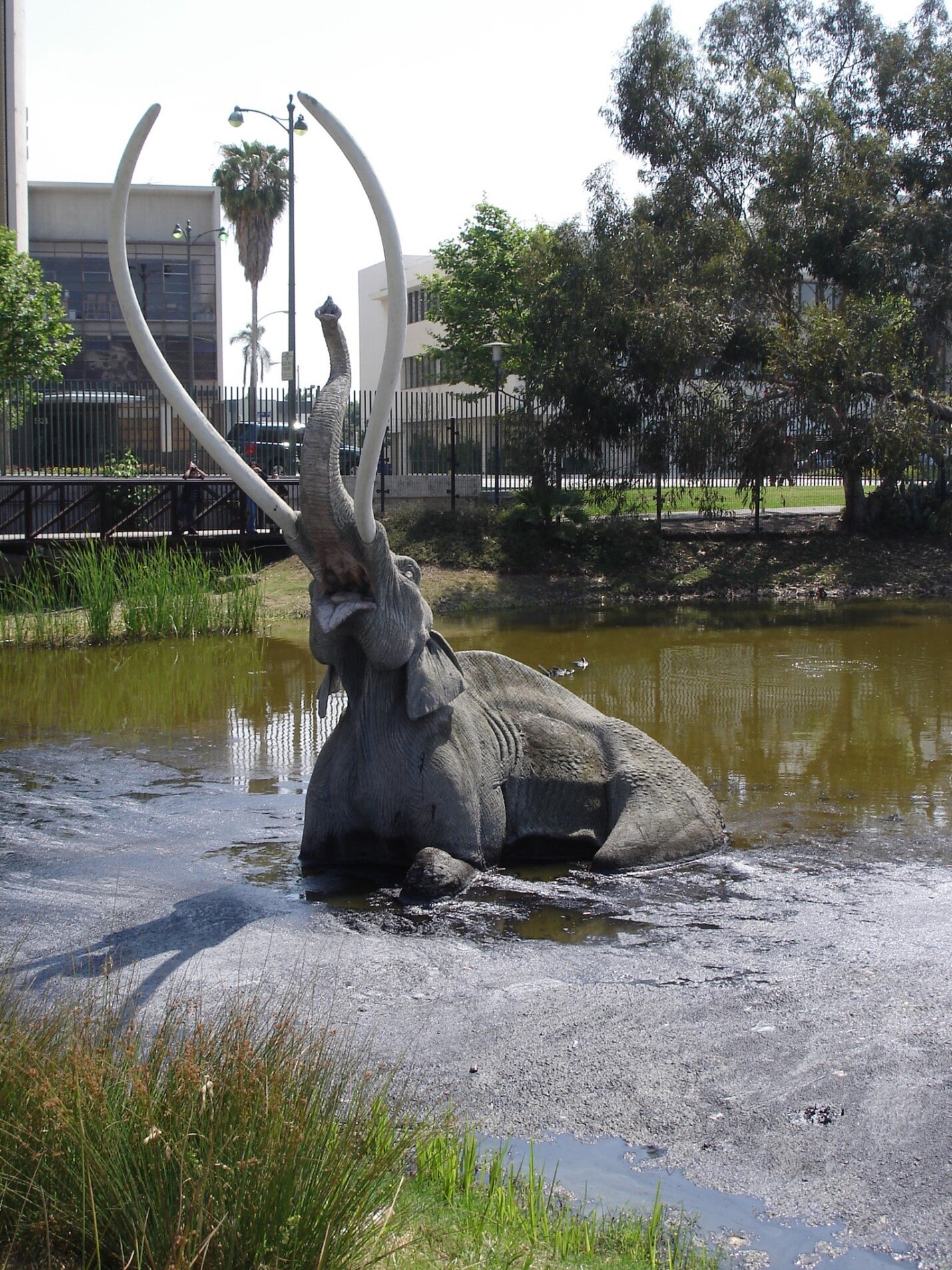 The La Brea Tar Pits of downtown Los Angeles. Photo by C.W. Gross.