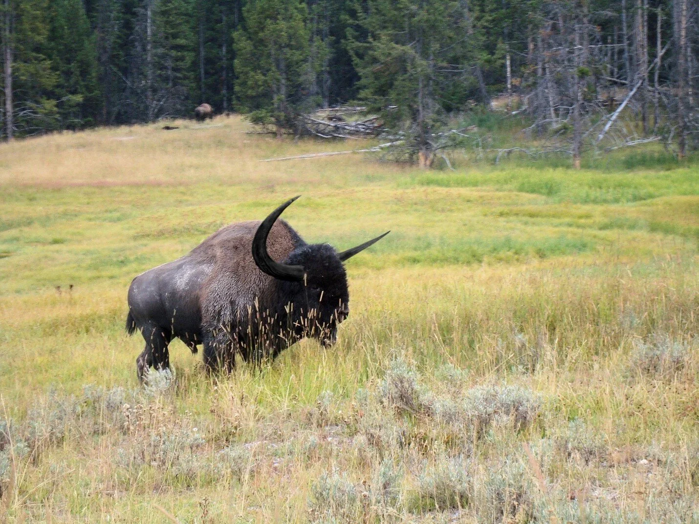 Reconstruction of a long-horn buffalo surveying its forest home. Image by C.W. Gross.