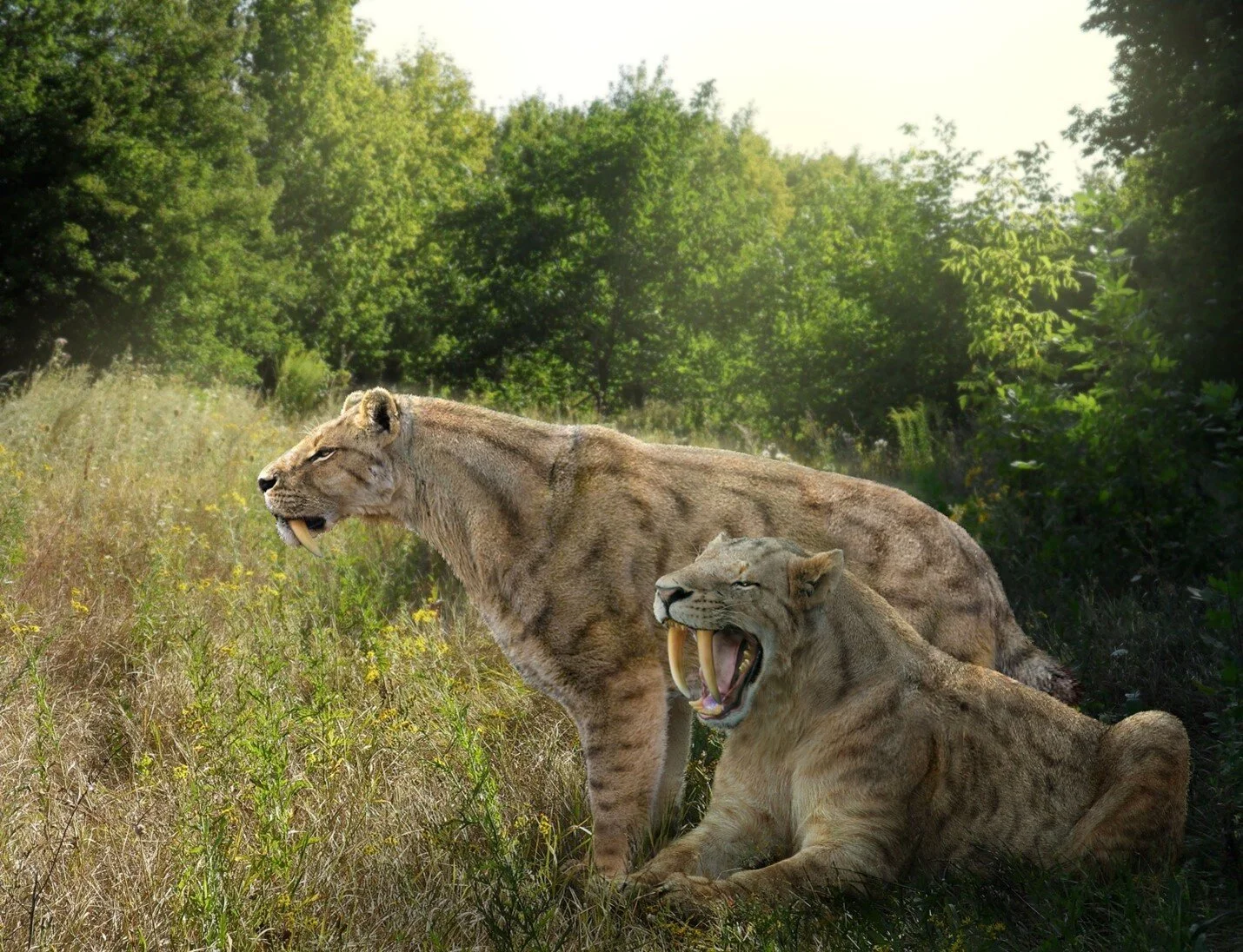 Reconstruction of the sabretooth cat. Image by Roman Yevseyev.