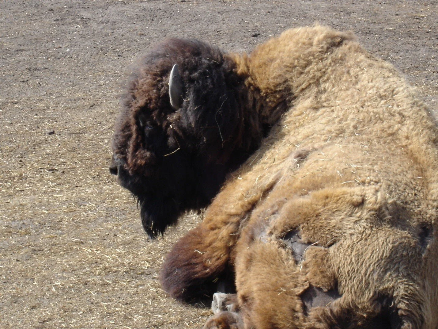 A wood buffalo in repose. Photo by C.W. Gross.