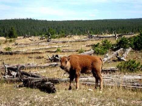 A “red dog” in Yellowstone, and continued hope for the species. Photo by C.W. Gross.