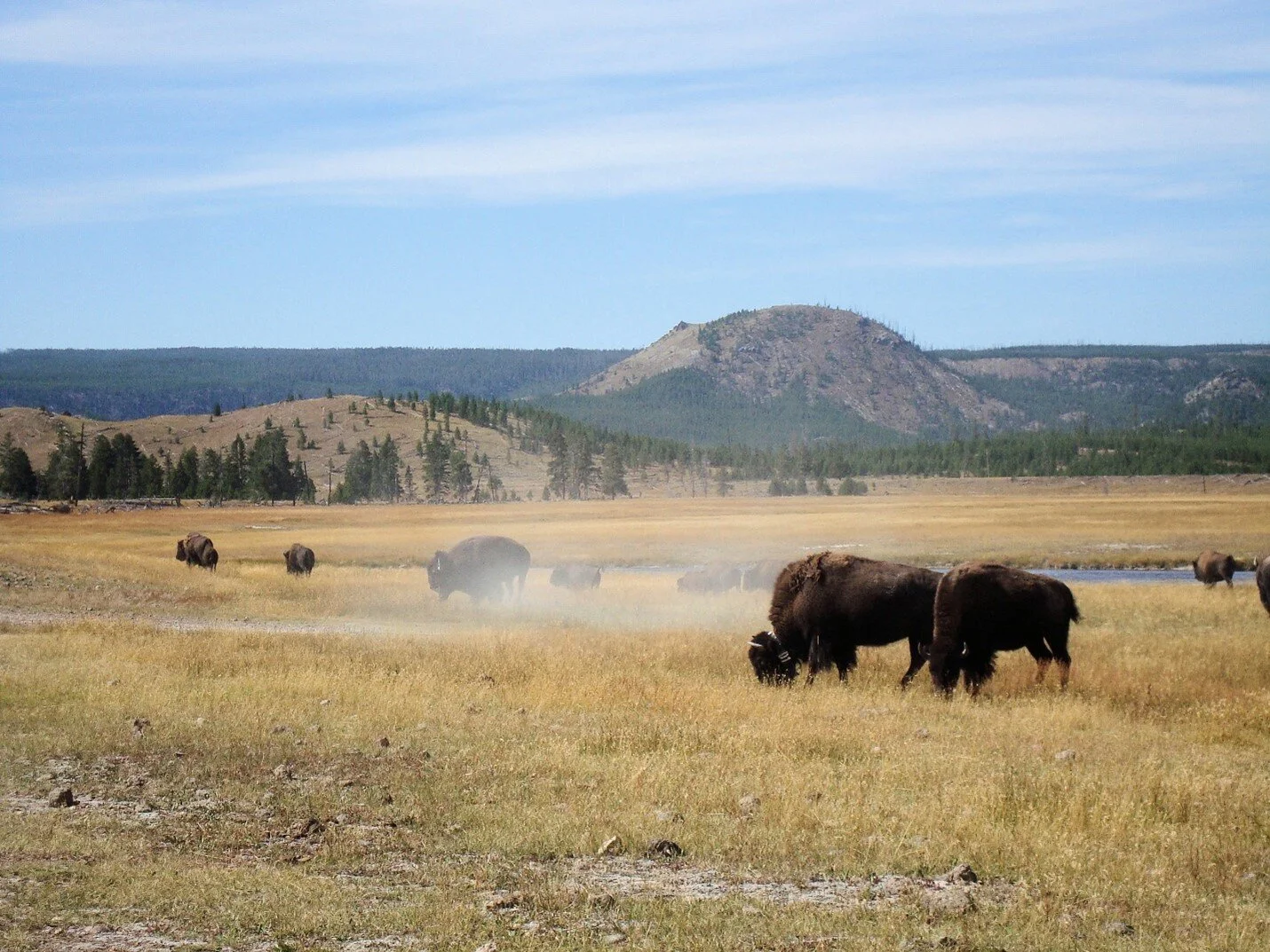 Historian in Residence: The History and Prehistory of the North American Buffalo