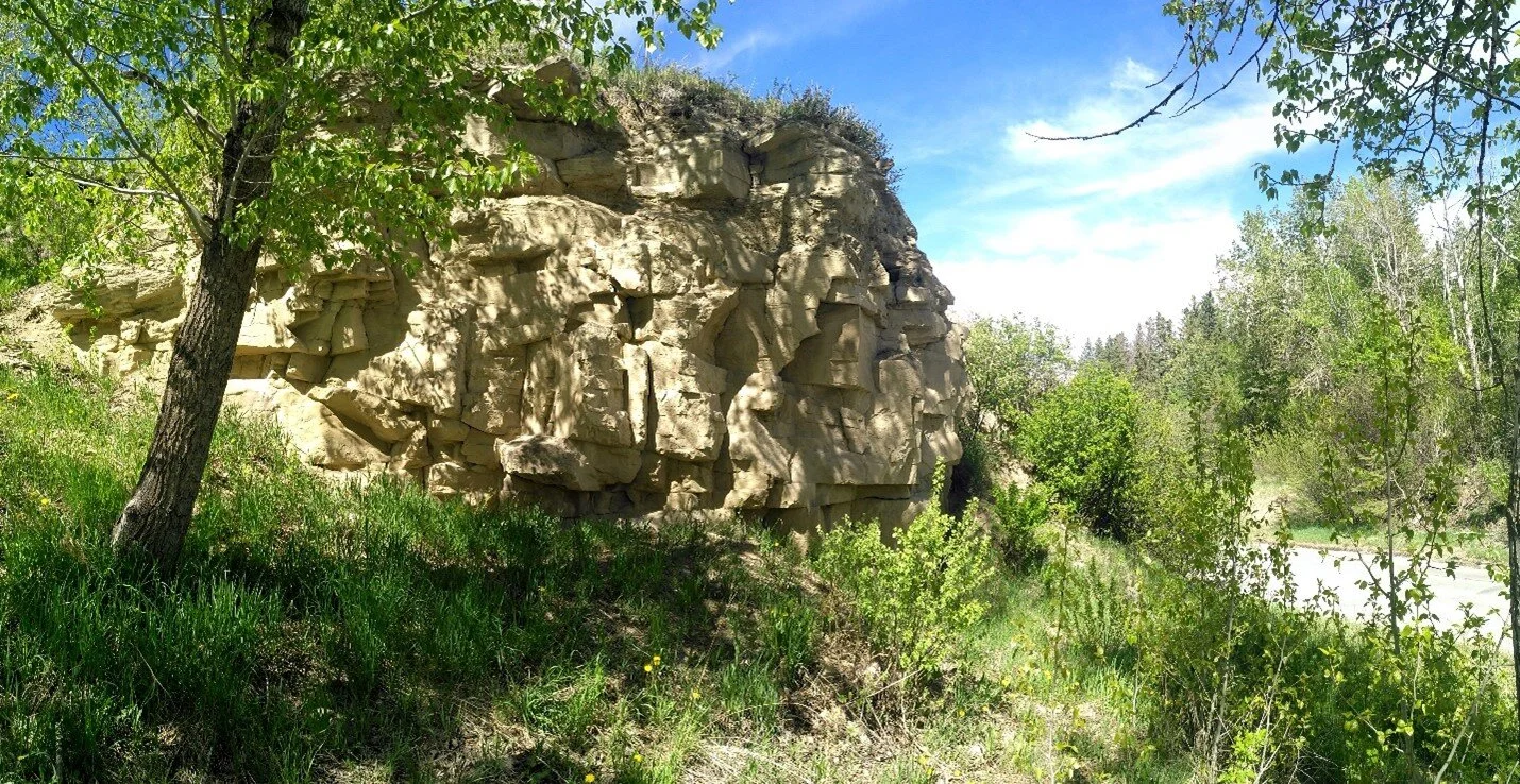 Outcrops of sandstone in the quarry at the top of the road into Edworthy Park. Photos by C.W. Gross