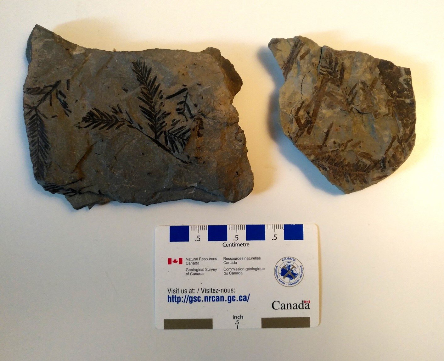 Dawn redwood leaves from the Scollard Formation near Genesse, Alberta (left) and Paskapoo Formation near Alexo, Alberta (right). Photo by C.W. Gross.