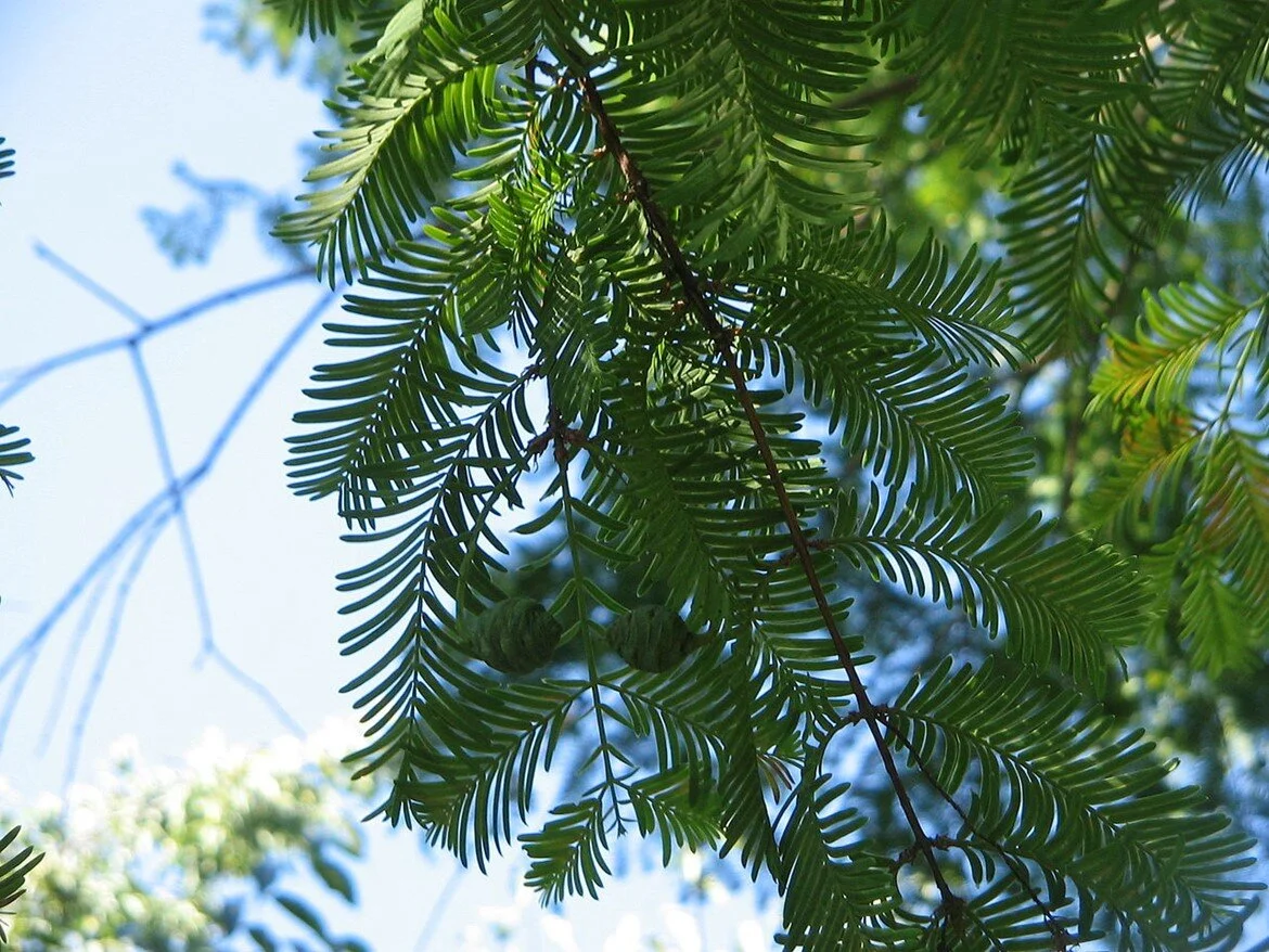 Living dawn redwood leaves. Photo: Meneerke Bloem.