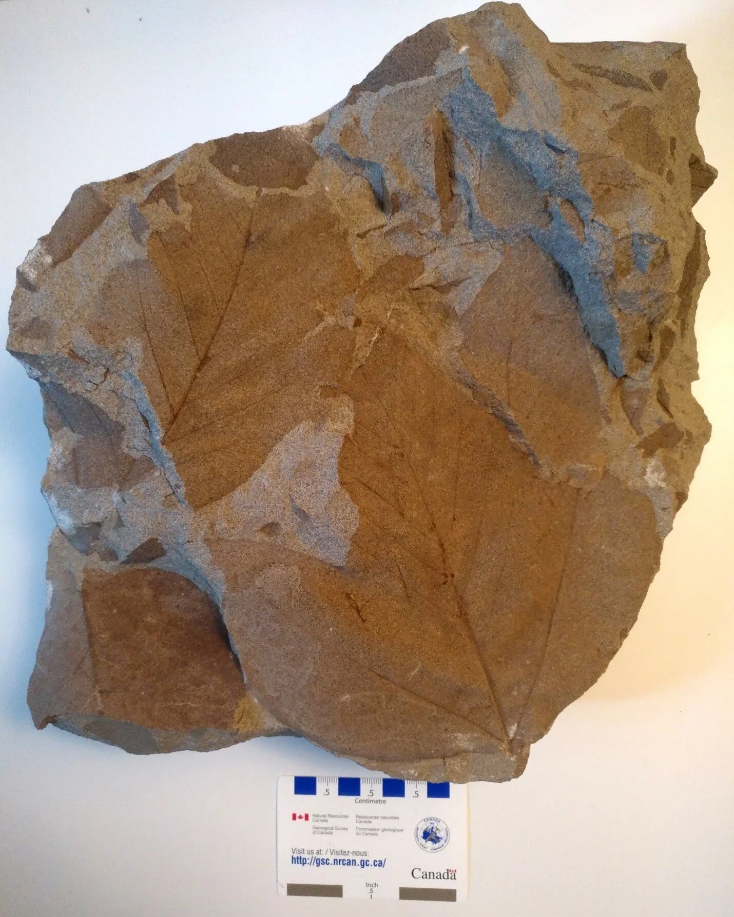 A Paskapoo Formation sycamore leaf from Calgary. Photo: C.W. Gross.
