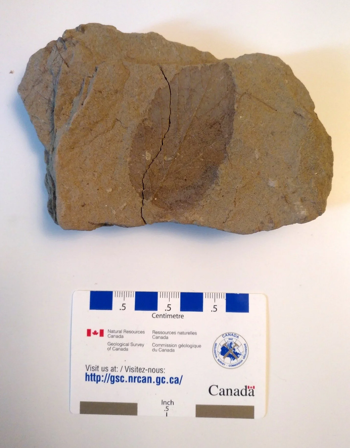 A Paskapoo Formation elm leaf. Photo: C.W. Gross.