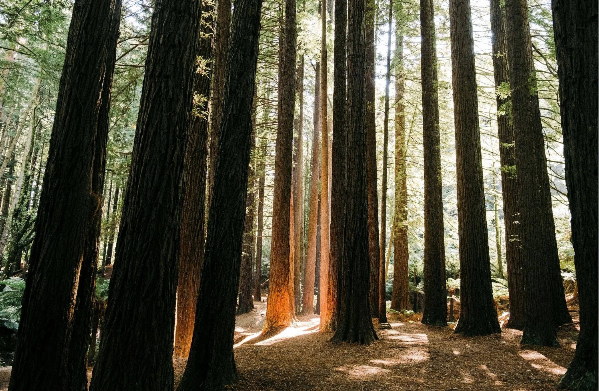 A forest with tall redwood trees, sunlight filtering through the leaves, and a dirt path on the ground.