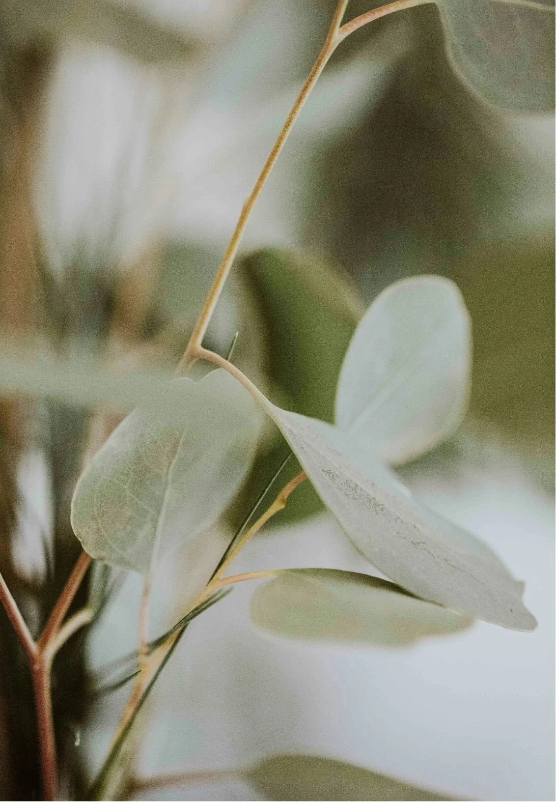 Close-up of eucalyptus leaves with soft focus background.
