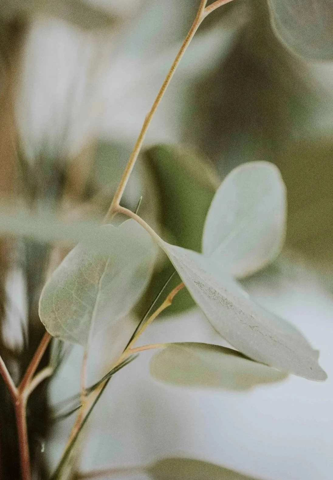 Close-up of eucalyptus leaves in soft focus with muted green and gray tones.