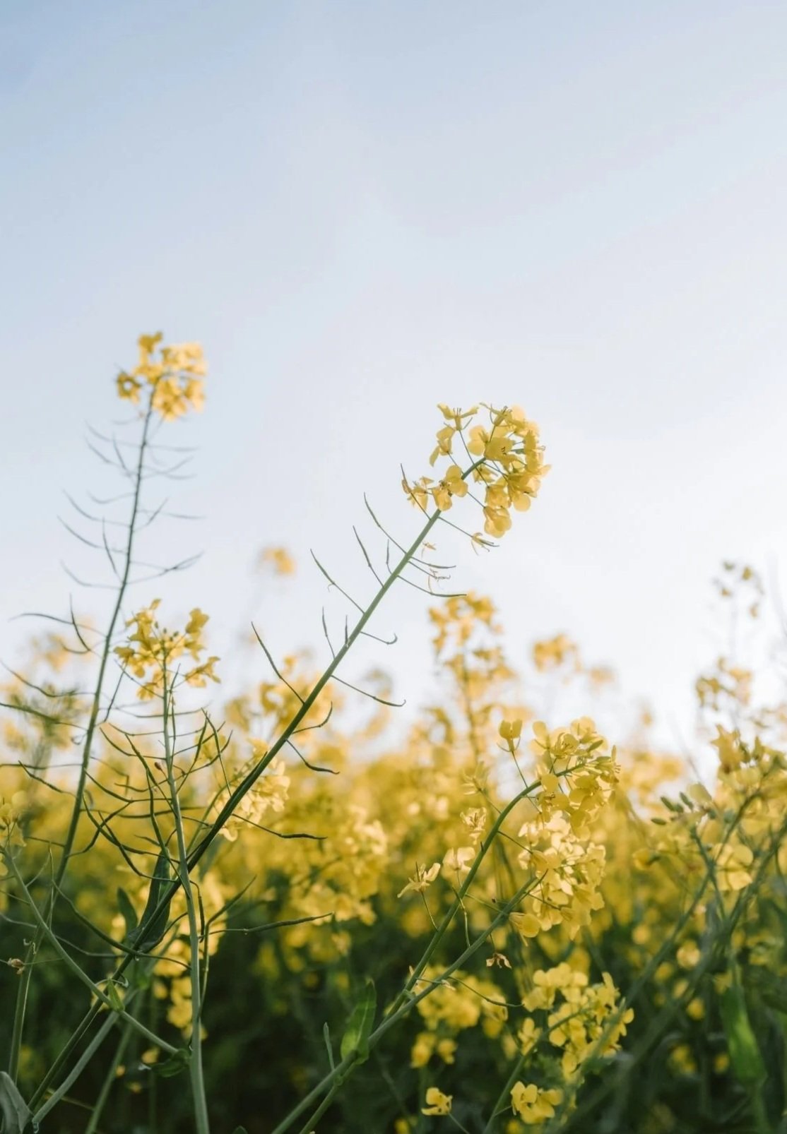 Yellow flowering plants in a field viewed from below against a clear blue sky.