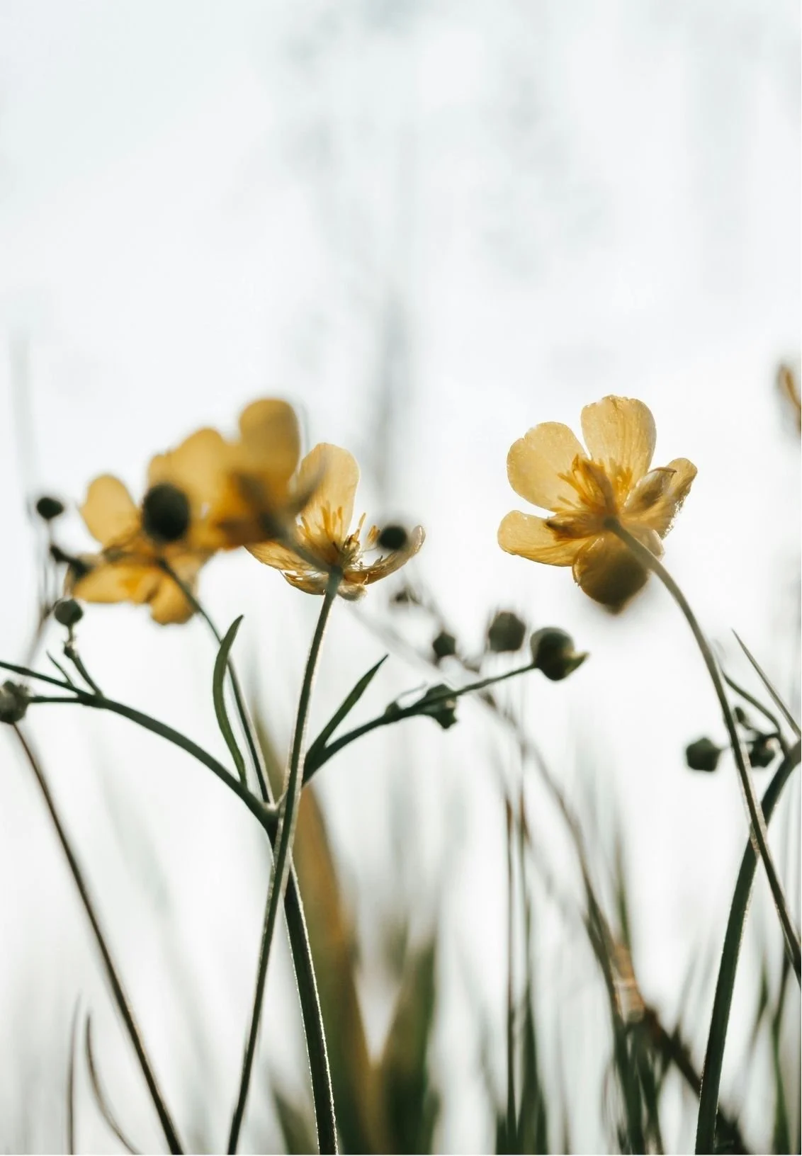 Close-up of yellow flowers with dark centers on stems against a bright, backlit background.