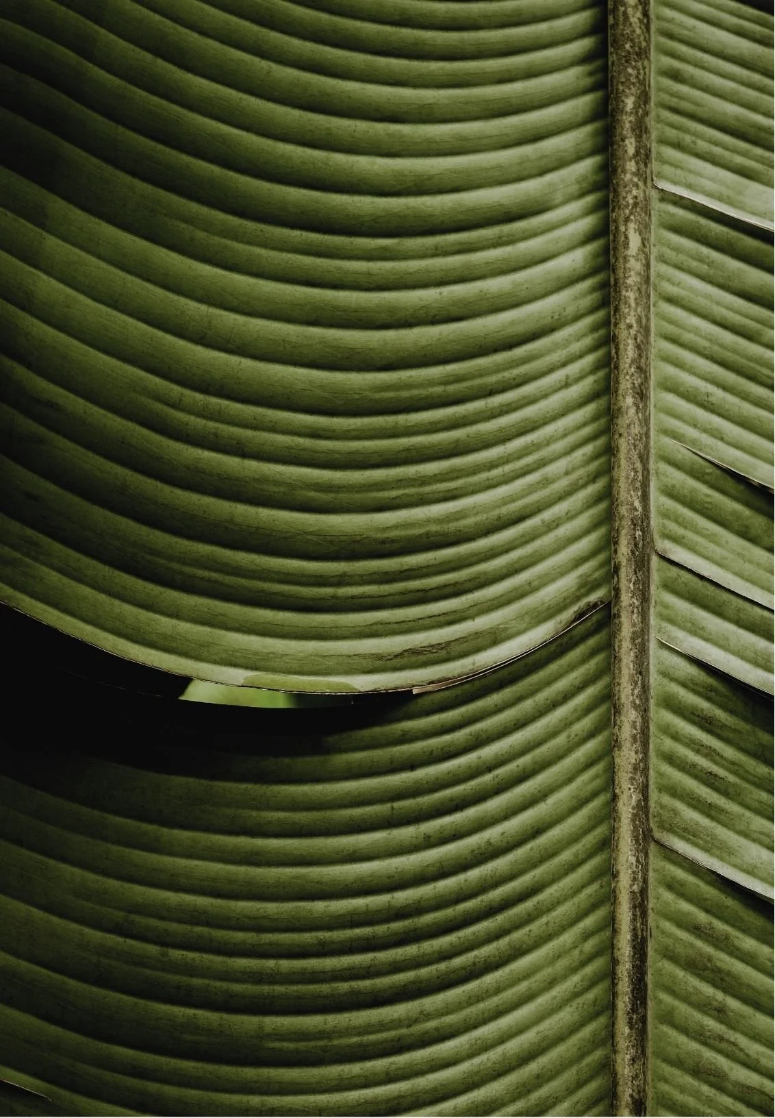 Close-up of green banana leaves with textured, parallel ridges and a central stem.