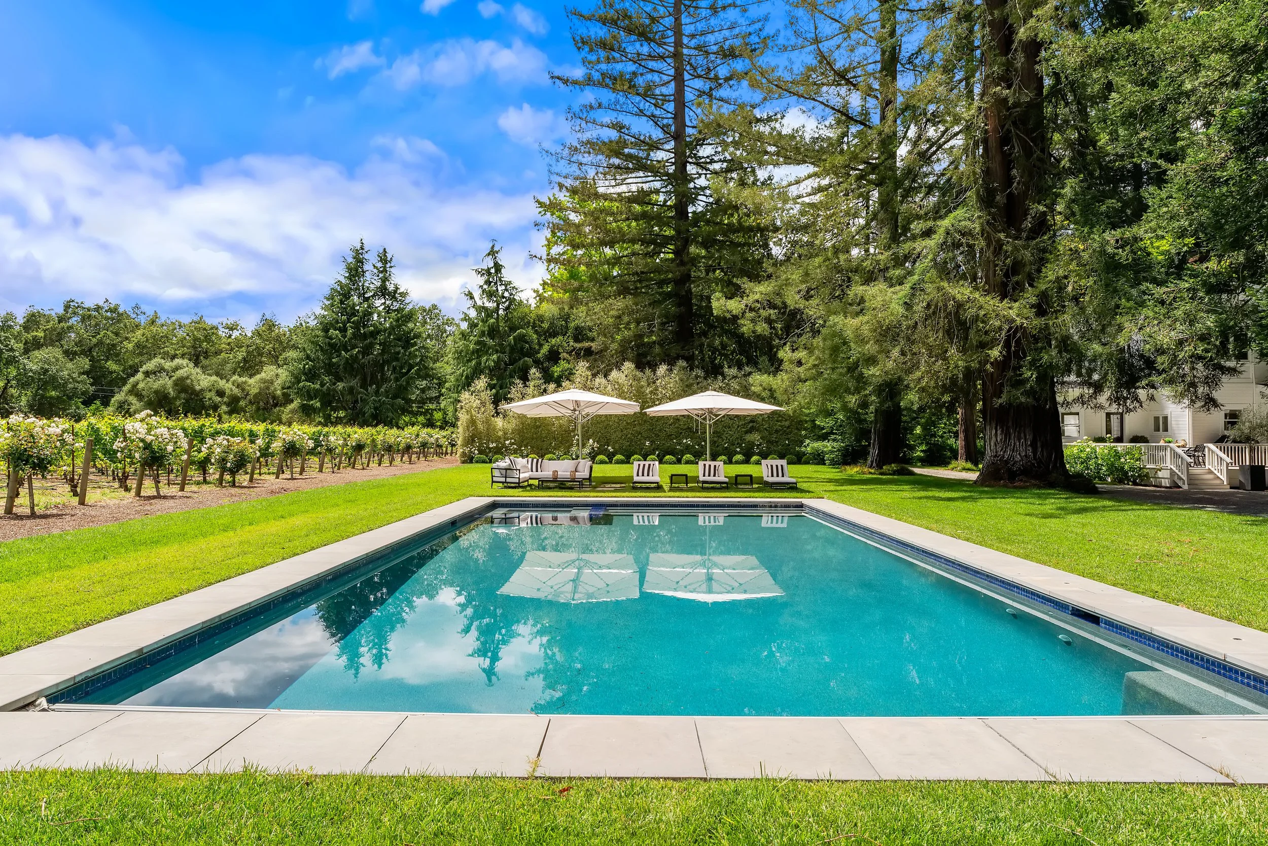 A backyard with a swimming pool, surrounded by green lawn. There are two white umbrellas with outdoor furniture, a vineyard on the left, and tall trees in the background under a blue sky with fluffy clouds.