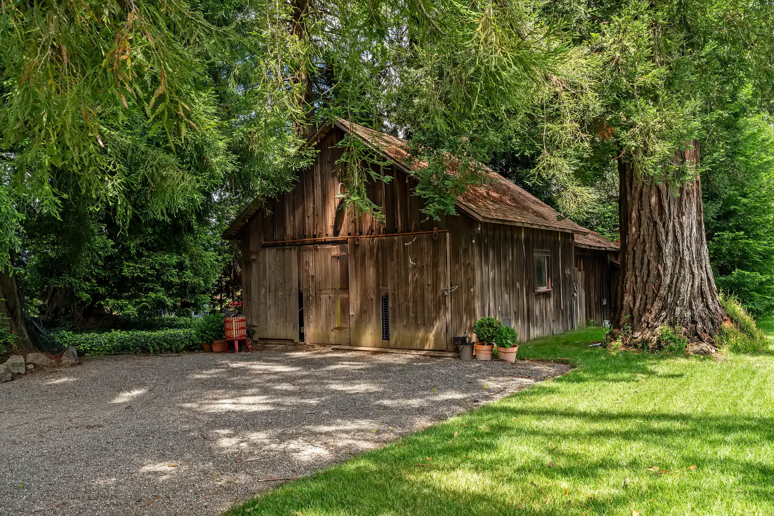 An old wooden barn surrounded by large green trees with dense foliage, some potted plants, and a gravel driveway.
