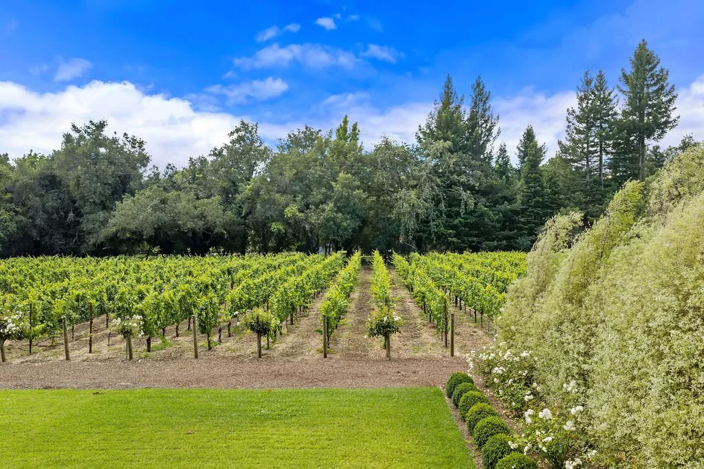 Vineyard with rows of grapevines, lush green trees in background, a blue sky with white clouds, and manicured bushes and plants in the foreground.