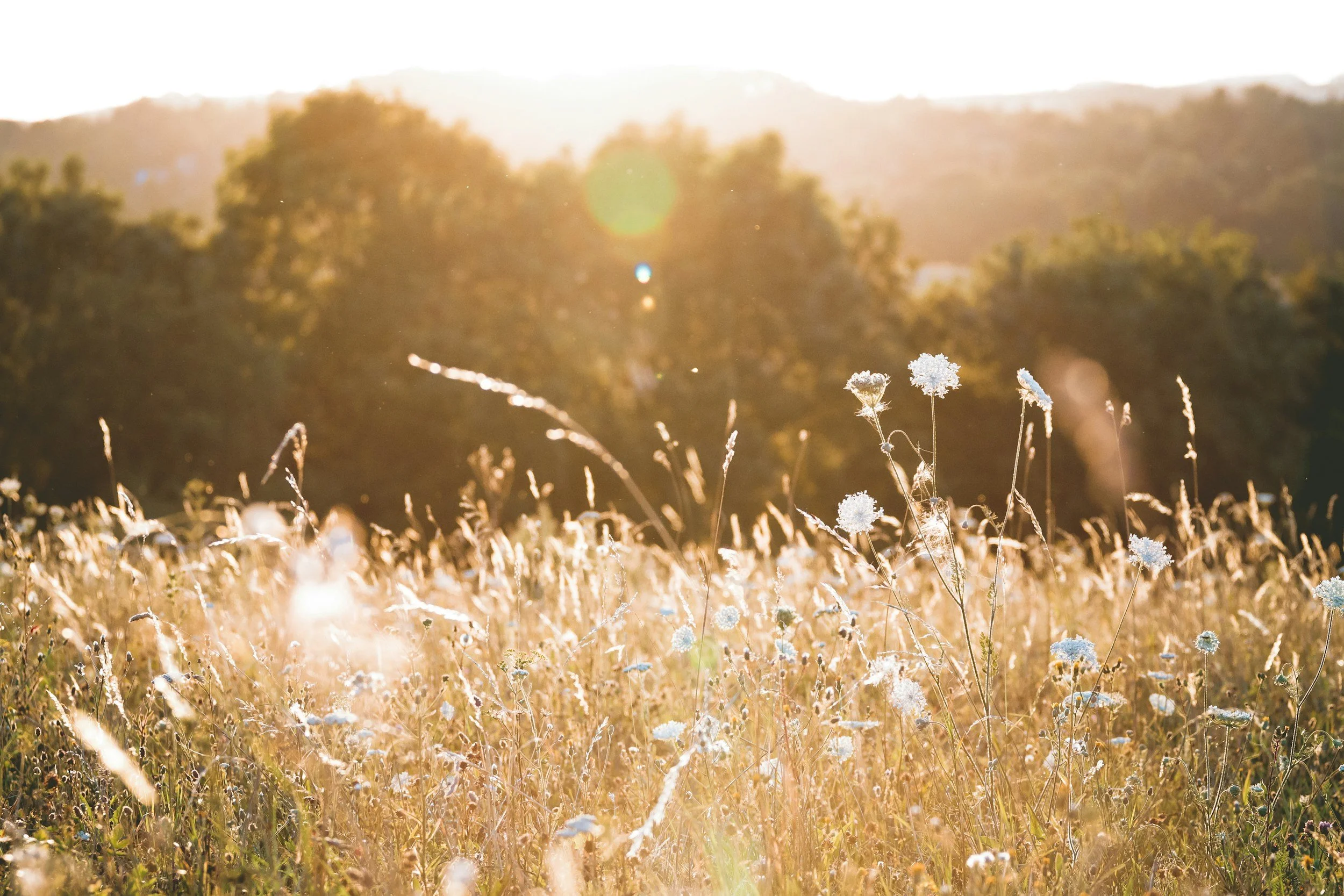 A field with white wildflowers and tall grass basking in sunlight, with trees and hills in the background during sunset.