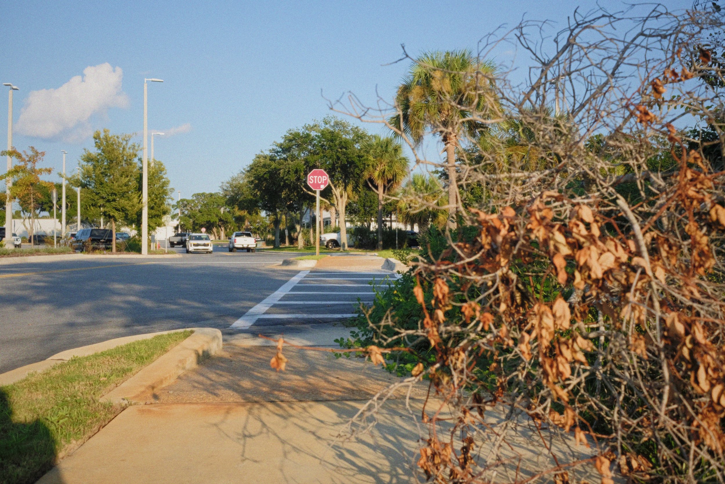 A sidewalk and parking lot with trees, a stop sign, and parked cars, with a clear blue sky and some clouds in the background. A fallen clump of branches with brown leaves partially encroaches on the sidewalk.