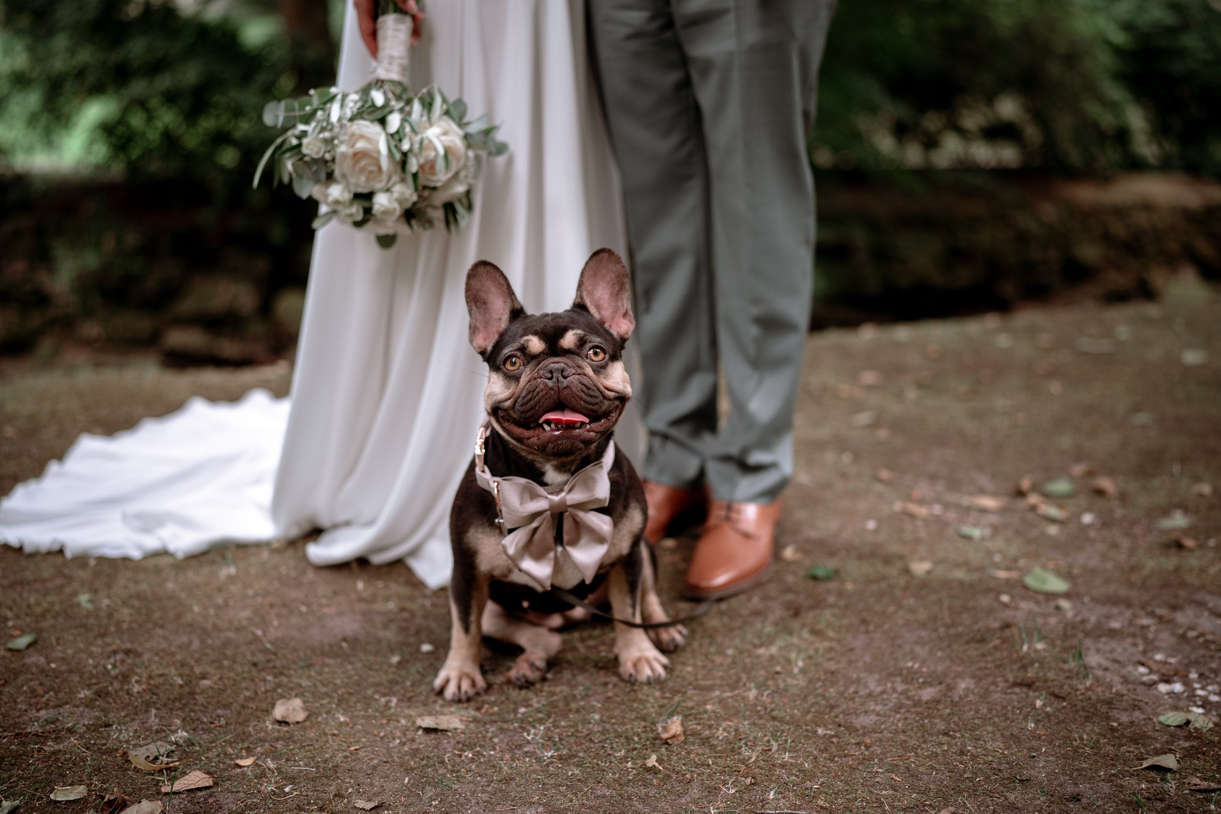 A French bulldog wearing a bow tie sitting on the ground in front of a couple dressed for a wedding, with a bride holding a bouquet of white roses and greenery and a groom standing beside her in gray trousers and brown shoes. The setting is outdoors 