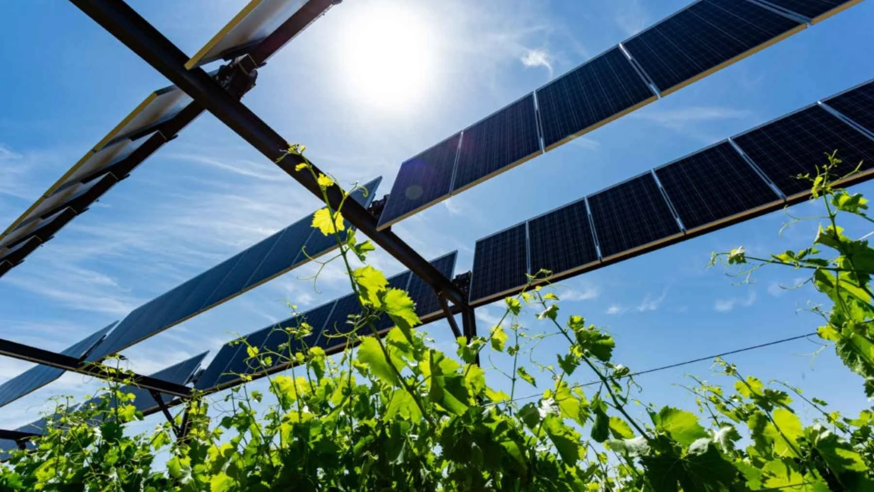 Can Solar Panels Save French Vineyards?