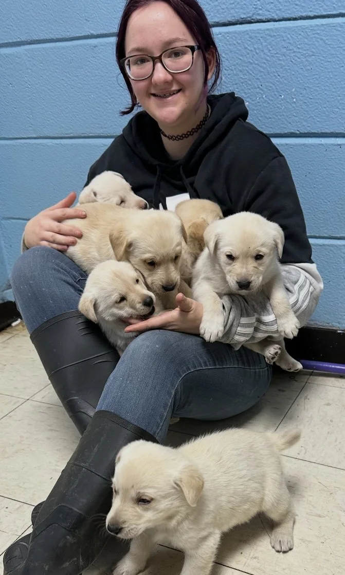 A young woman with glasses and dark hair smiling while sitting on the floor against a blue wall, surrounded by several light-colored Labrador Retriever puppies, some on her lap and others on the floor.