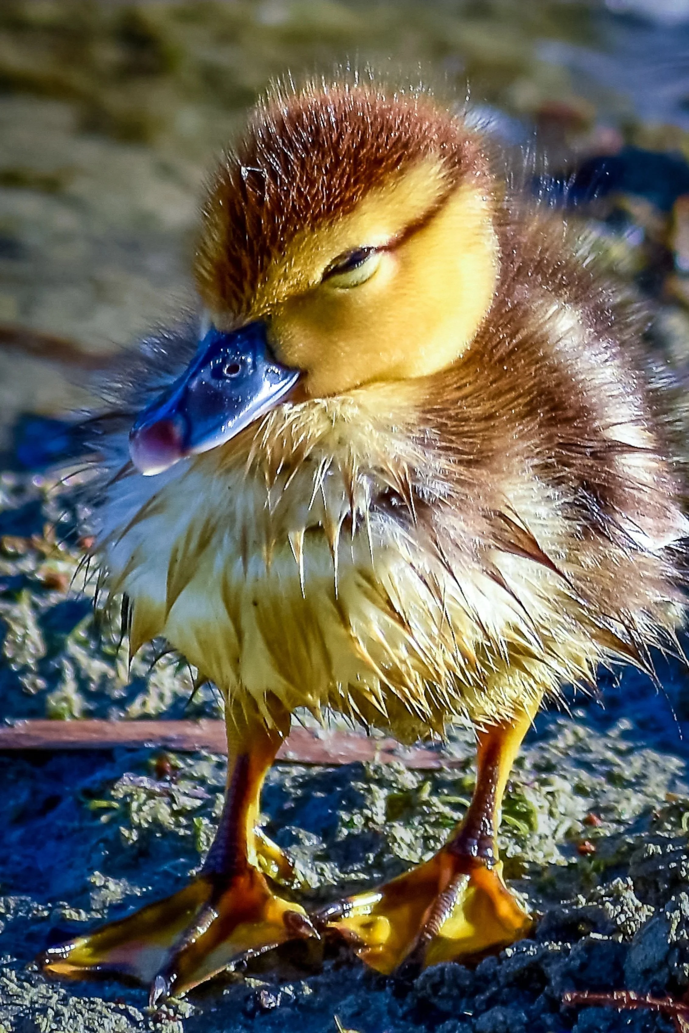 PbJ+-+Florida+Duckling+++%282%29.jpg