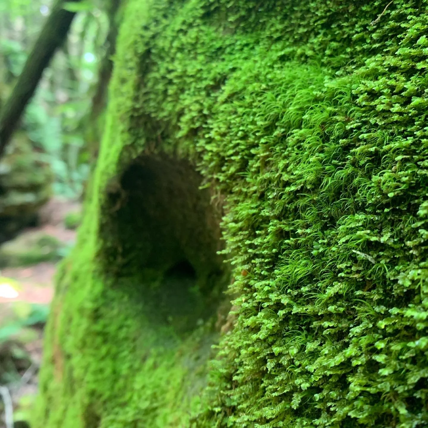 Close-up of a moss-covered tree trunk with a hollow in the middle, surrounded by dense green foliage.