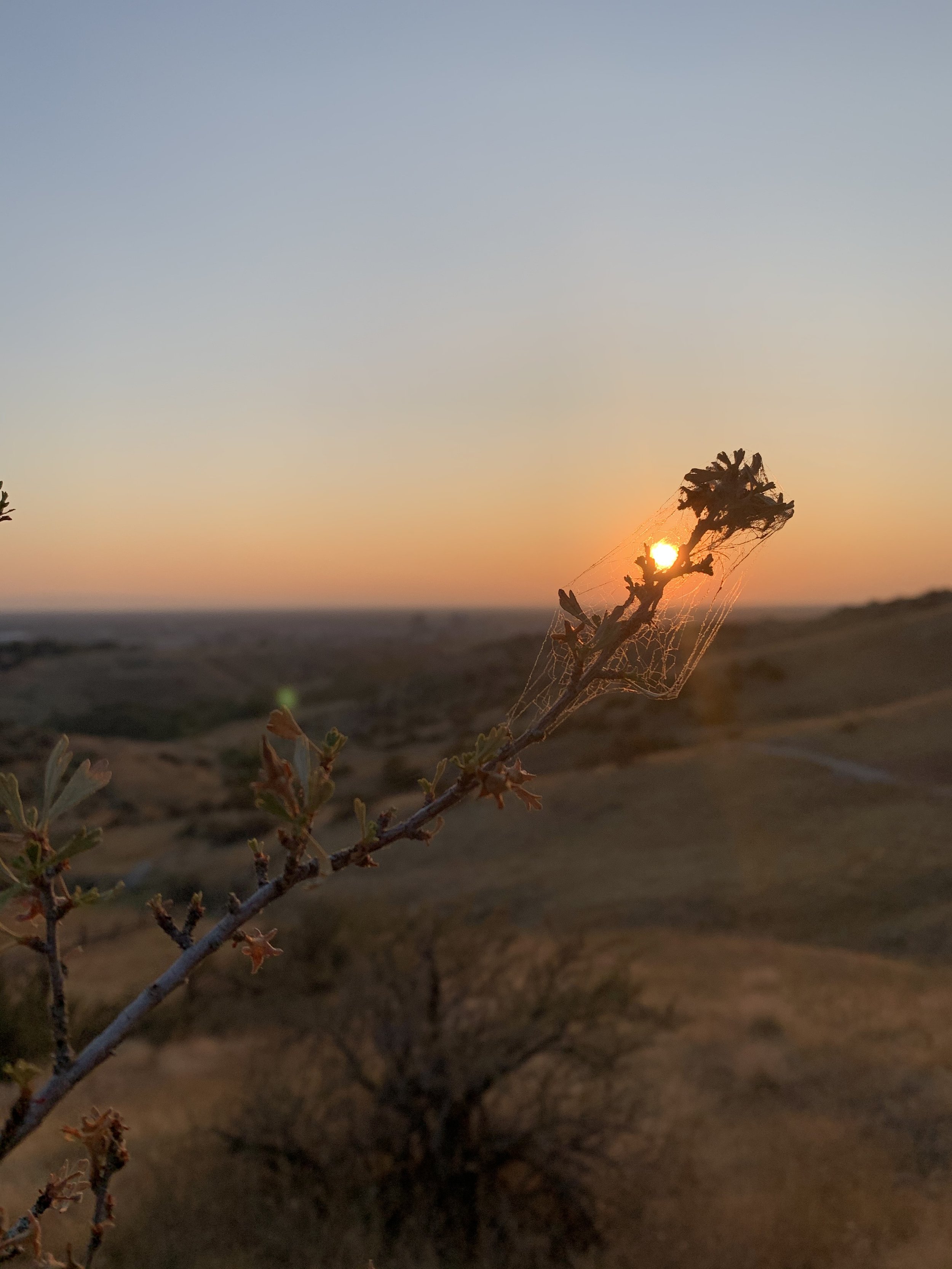 A desert landscape at sunset with a small, dried plant covered in spider webs in the foreground.