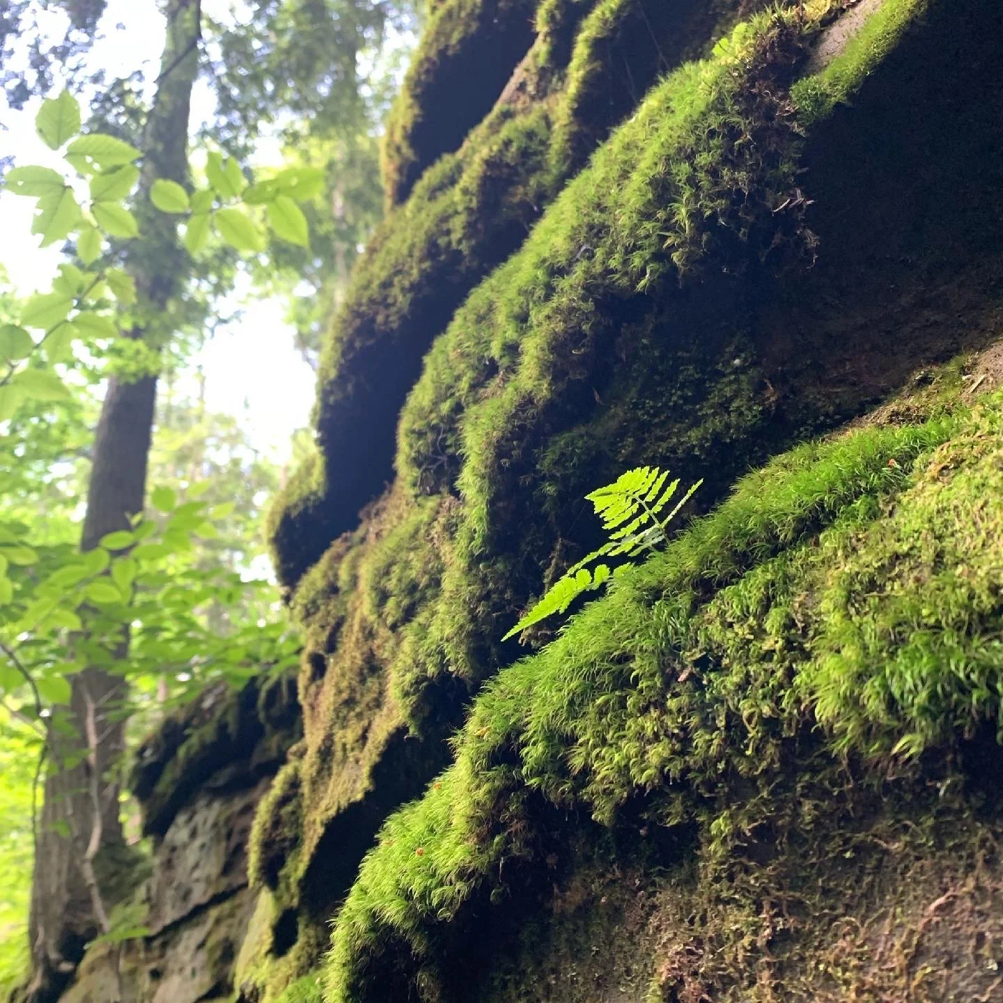 Close-up of moss-covered tree trunk with small fern growing on it in a forest.