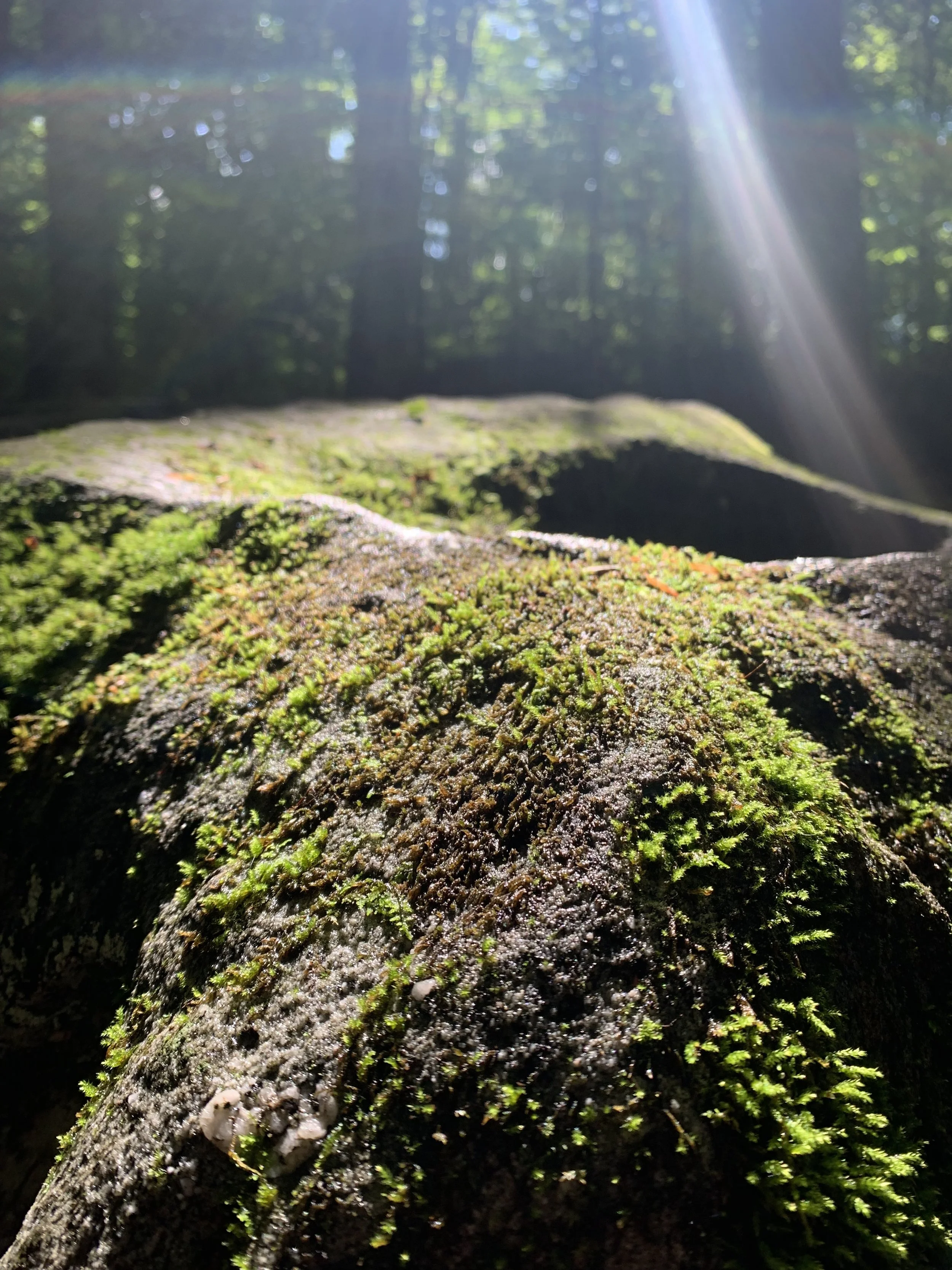 Close-up of moss-covered tree trunk in a forest with sunlight rays filtering through the trees in the background