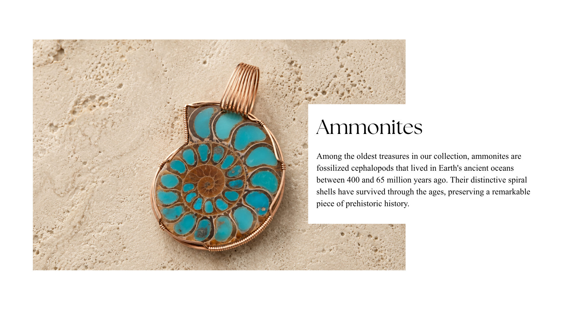 A spiral fossil ammonite with turquoise chambers and a copper wire setting on a sandy surface, accompanied by text about ammonites and their history.