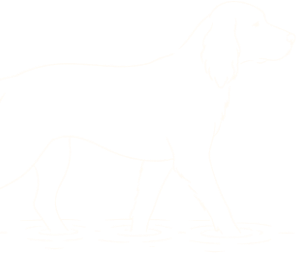 Silhouette of a dog standing in water with reflections