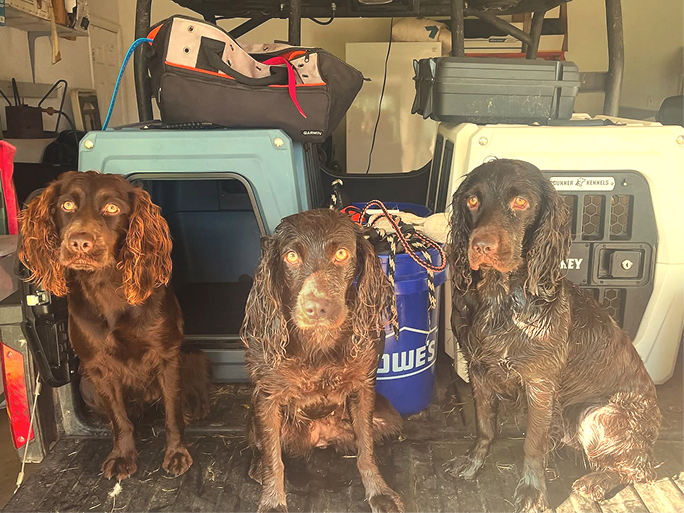 Three dogs sitting in the back of a vehicle, surrounded by dog crates and supplies.