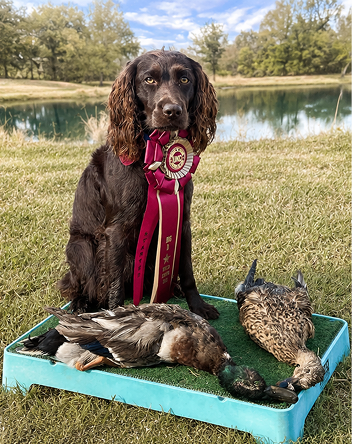 A brown hunting dog with long ears and a pink ribbon award around its neck, sitting on grass next to a tray with two dead ducks, in an outdoor setting near a body of water and trees.
