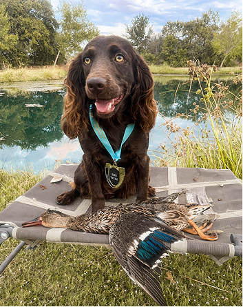 Dog with a hunting medal sitting on a shooting table in front of a pond, with a duck it hunted laid out nearby, outdoors in a grassy area with trees.