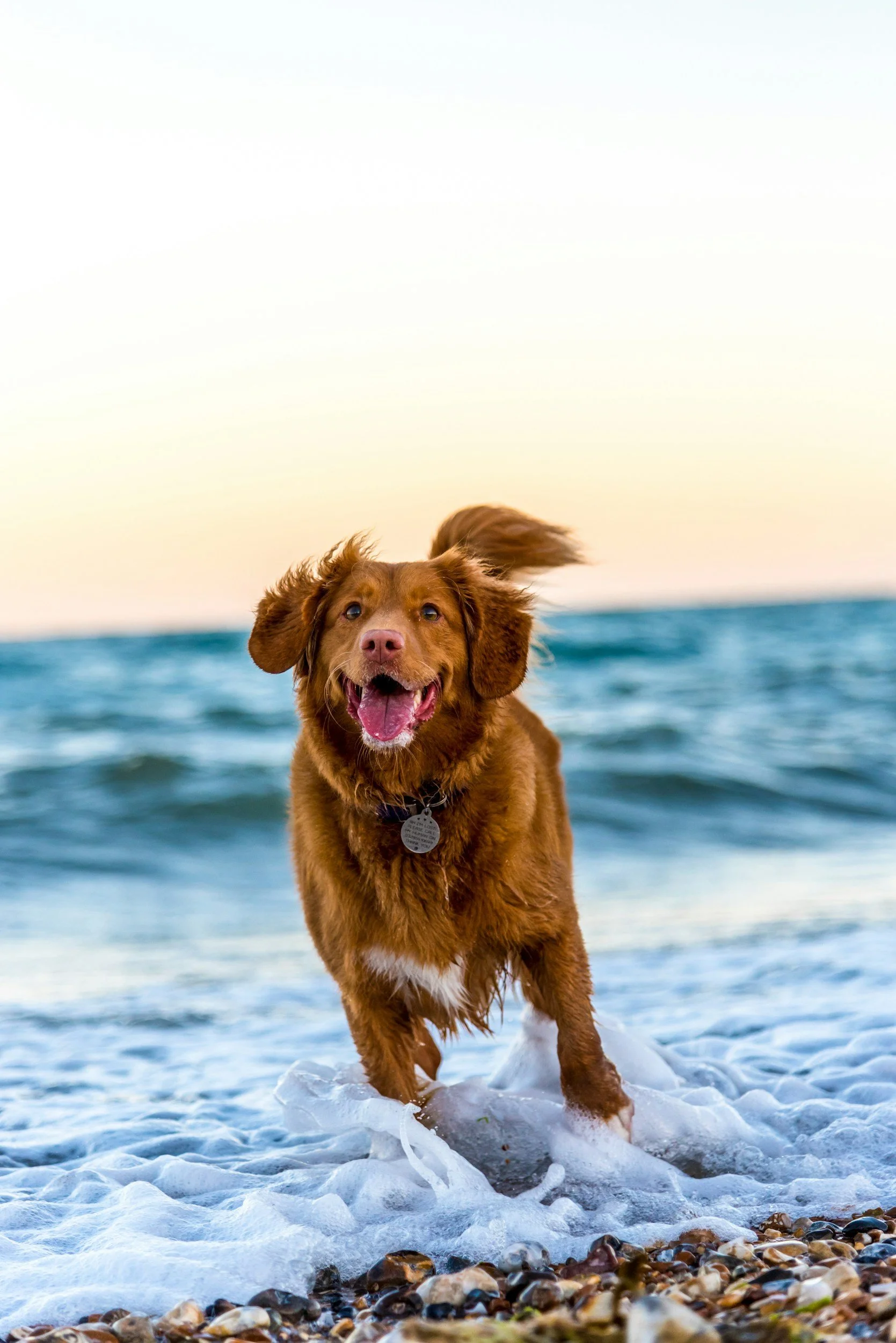 A brown dog with a white chest running through ocean waves near a rocky shoreline during sunset.