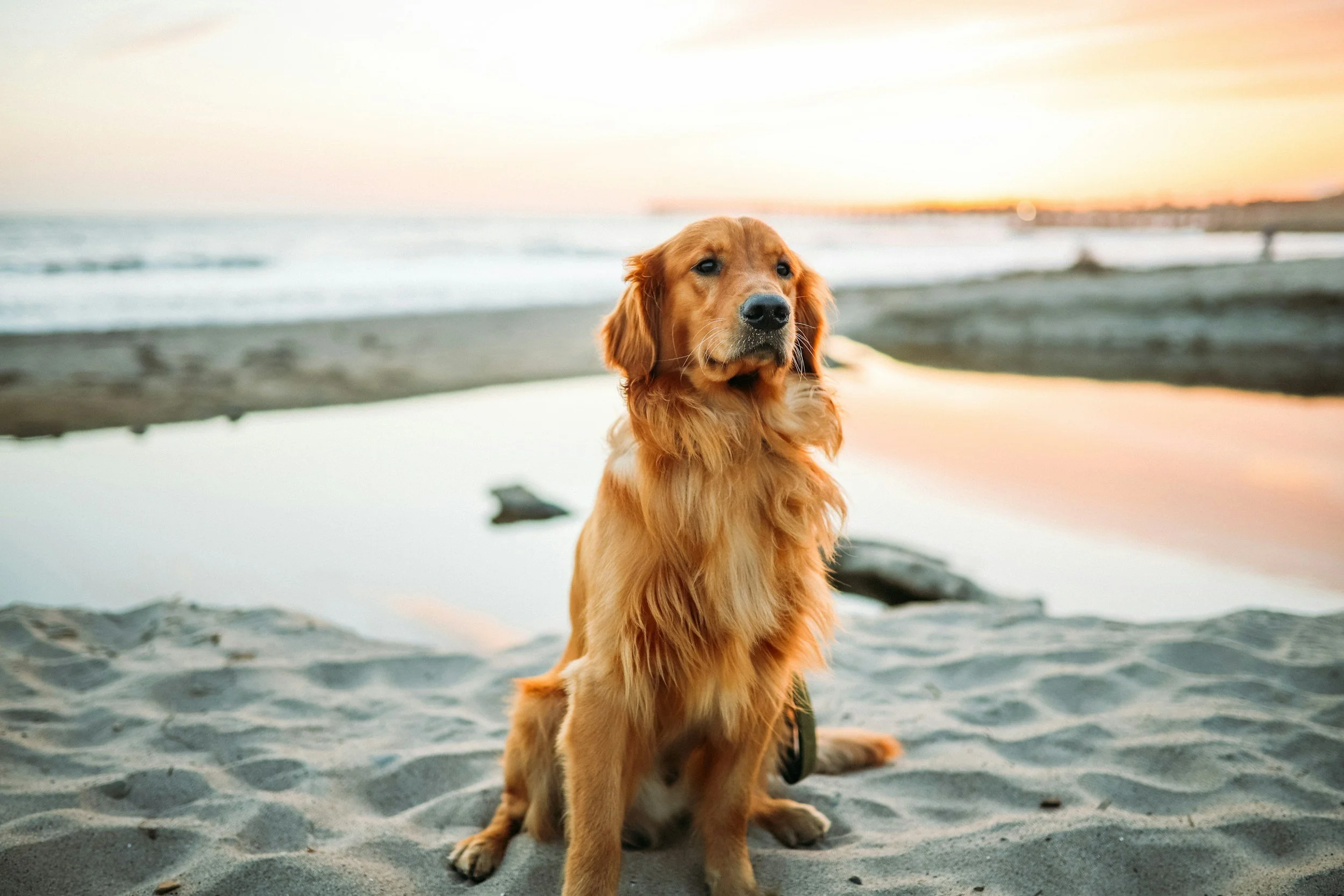 Golden retriever dog sitting on the sandy beach during sunset with ocean in the background.