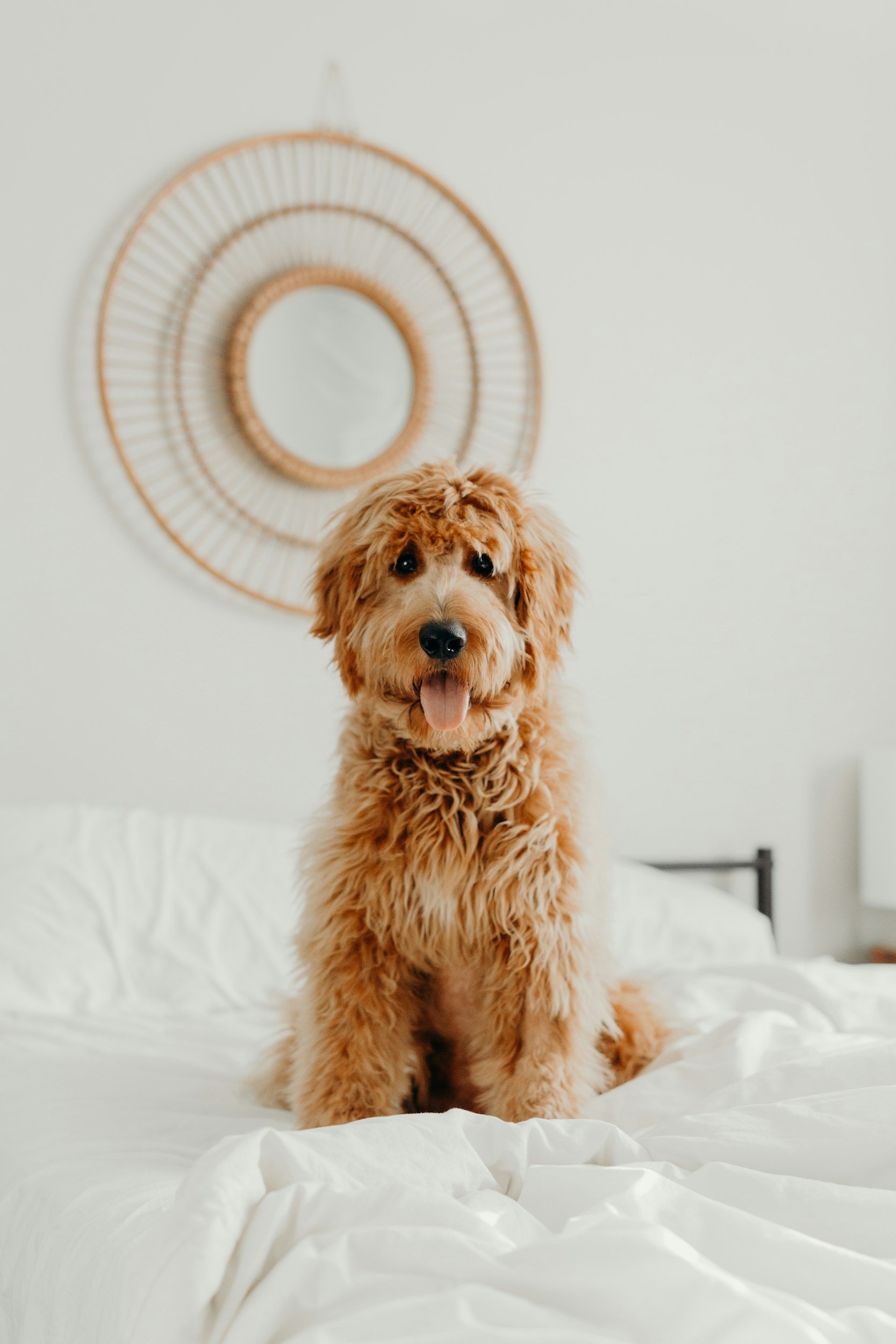 A fluffy golden retriever puppy sitting on a king-sized bed with white sheets, in a bedroom with a decorative round mirror on the wall behind it.