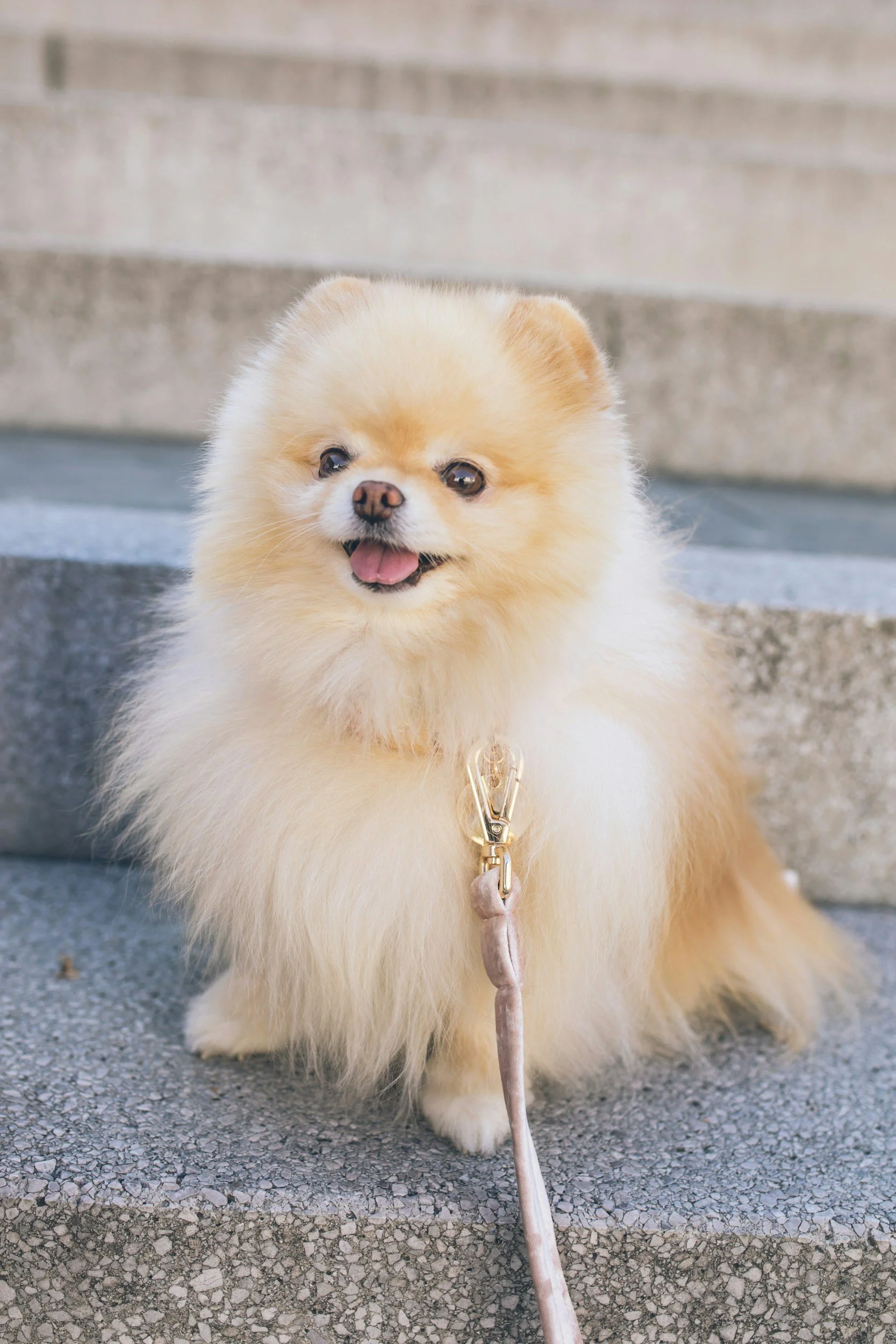 A fluffy Pomeranian dog with cream-colored fur sitting on concrete steps, wearing a gold collar with a pendant, and attached to a leash.