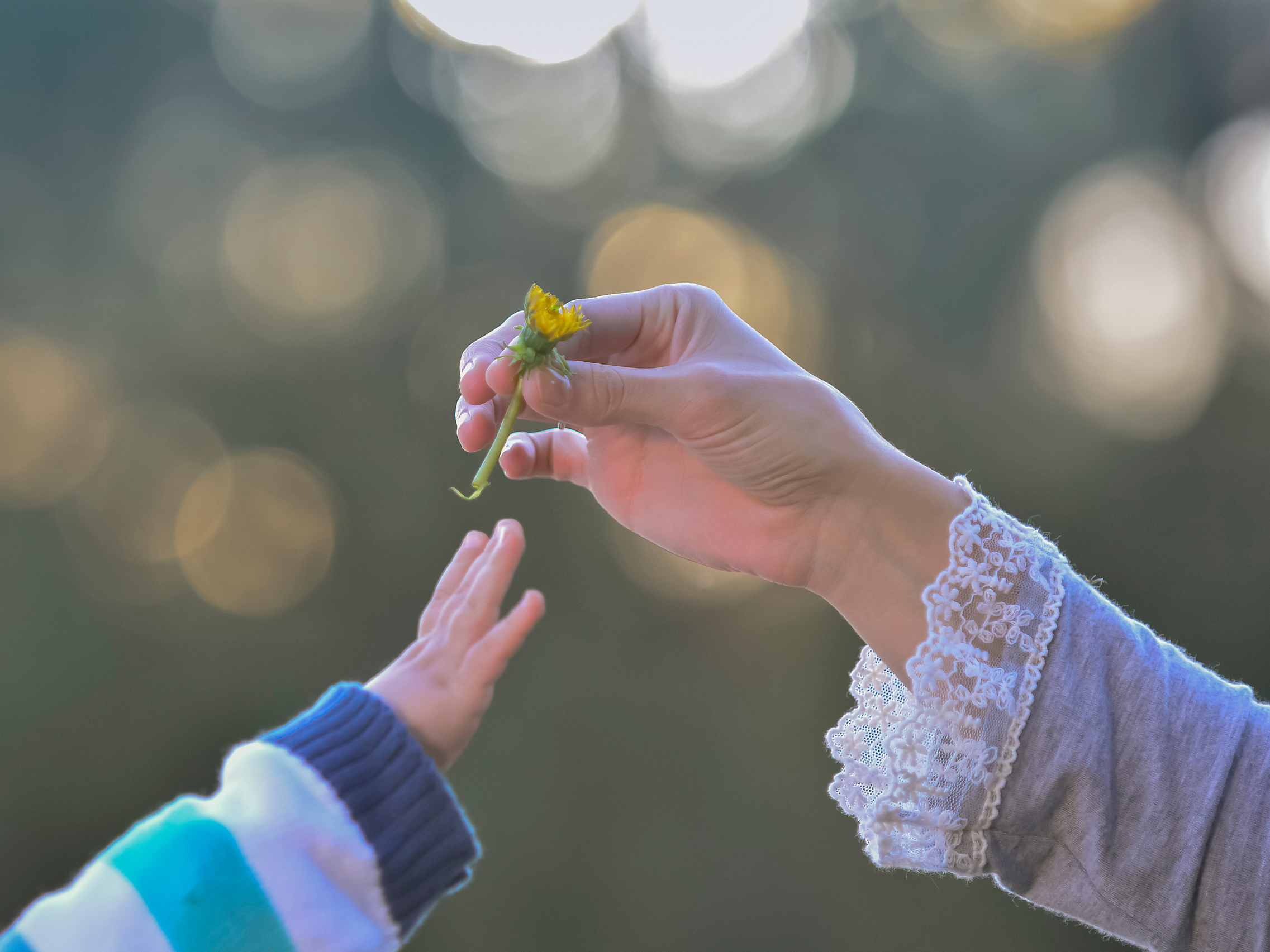 A person in a blue and white sweater is reaching up with their hand as another person, wearing a lace-sleeved shirt, holds a small yellow flower.