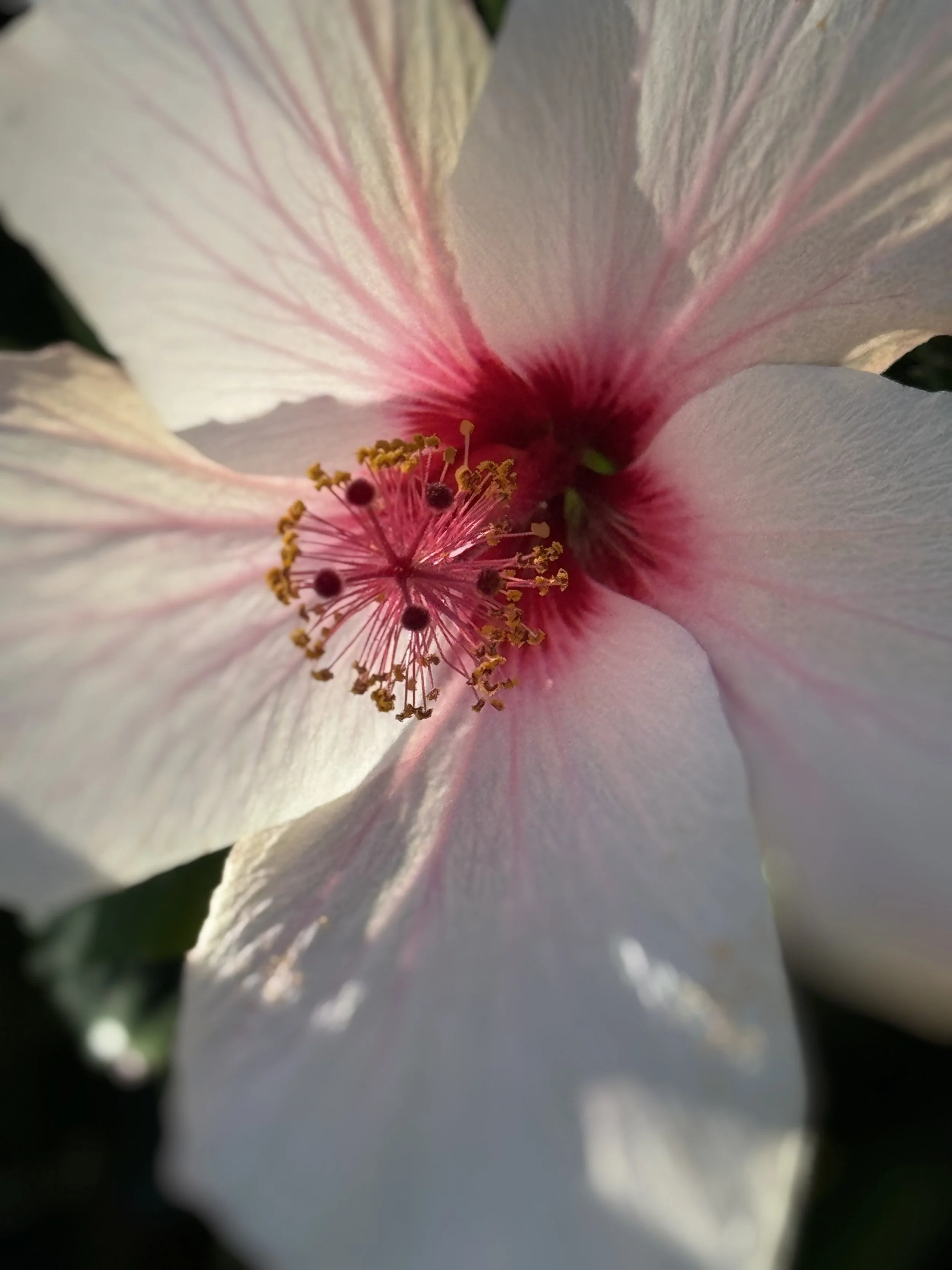 Close-up of a hibiscus flower with light pink petals and a dark pink center, showing detailed stamen and pistil.
