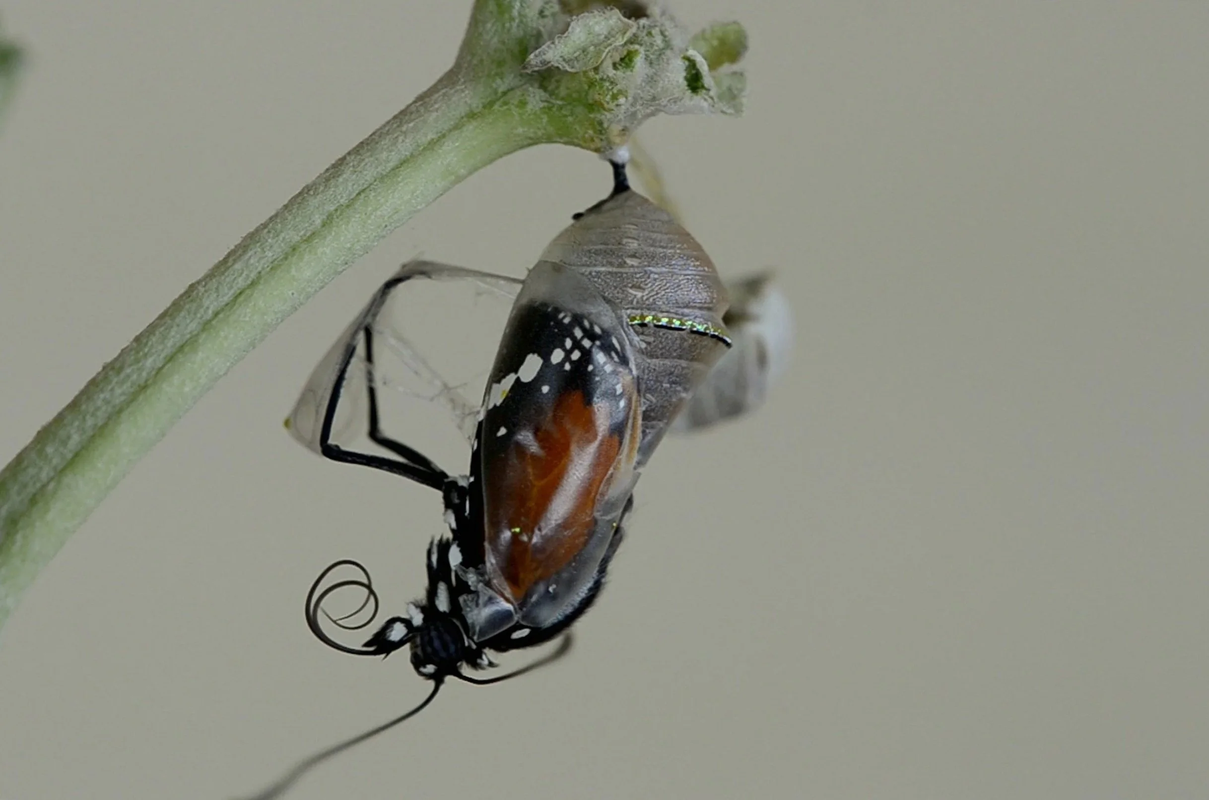 Chrysalis emerging