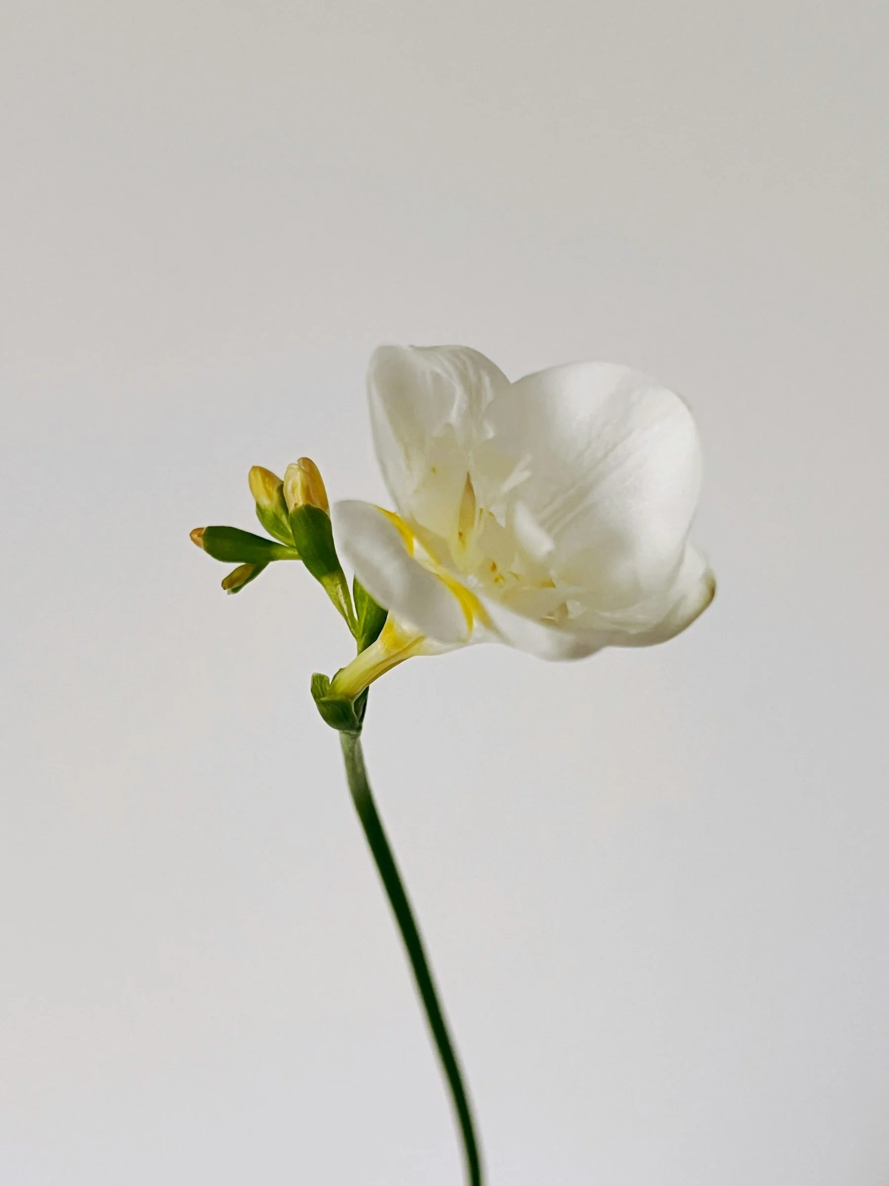 A single white flower with curved petals and green buds on a slender stem against a plain, light-colored background.
