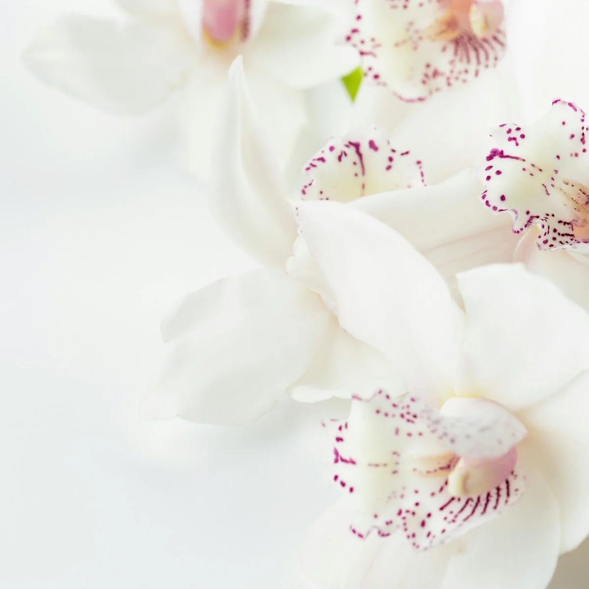 Close-up of white orchid petals with pink and red spots.