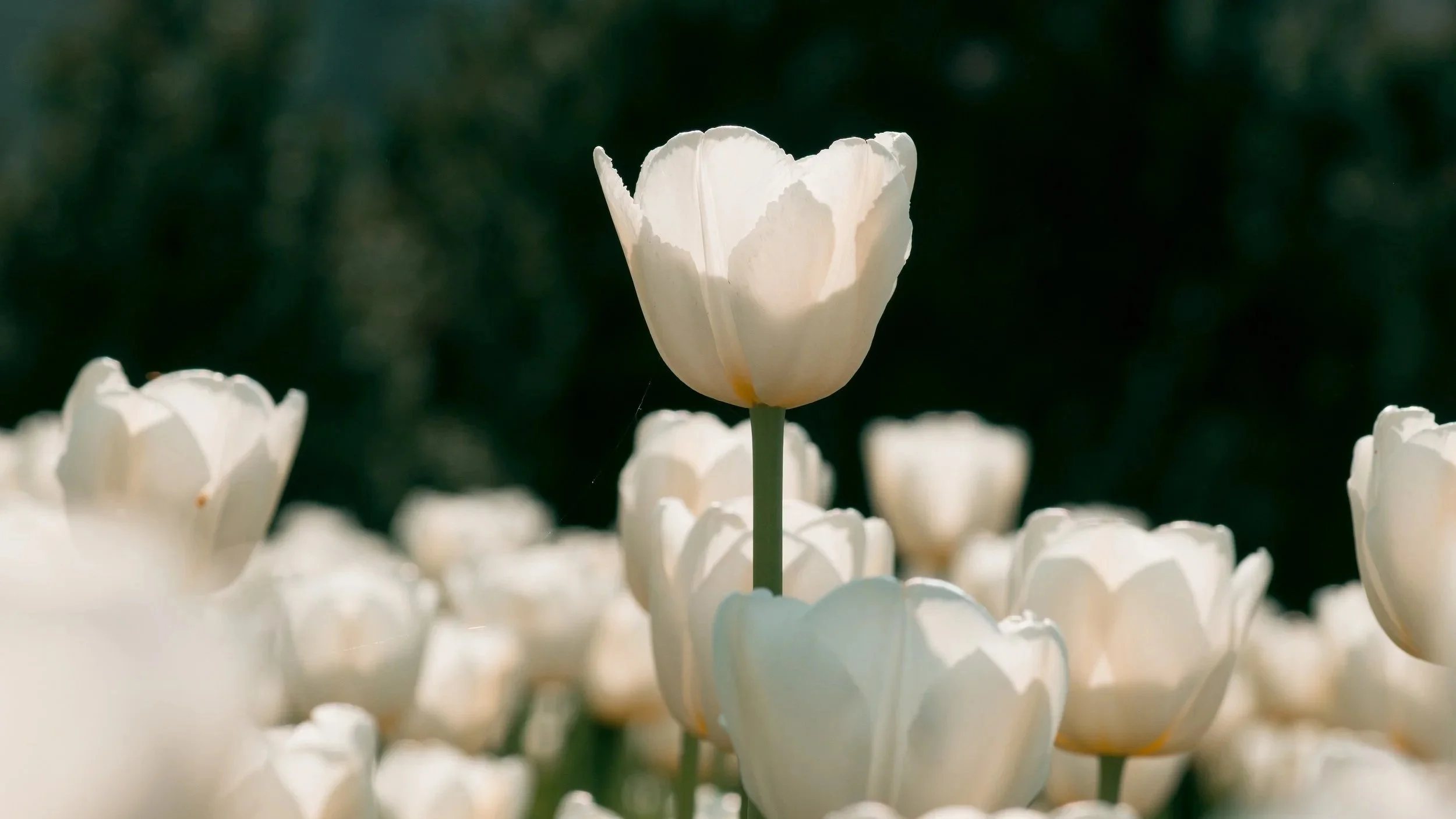 A white tulip flower standing tall among other white tulips in a garden, with a dark green blurred background.