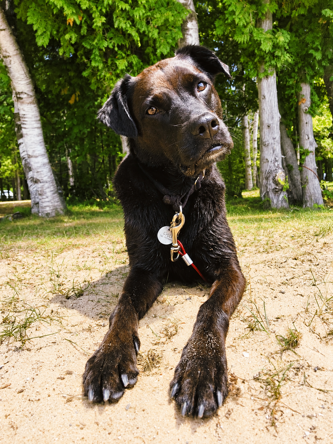A dog lying on the sandy ground with grass, surrounded by green trees in the background.